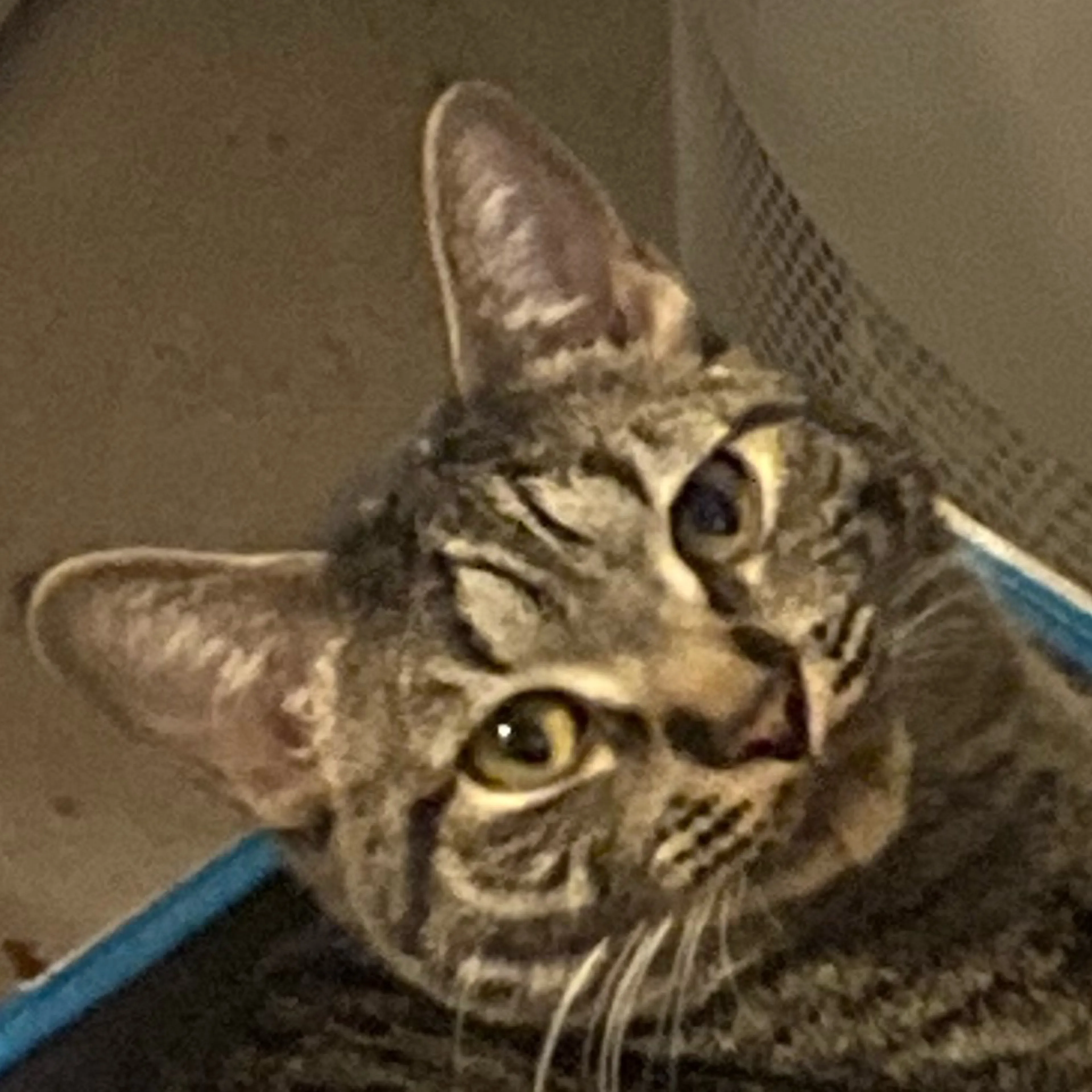 Lost pet-0