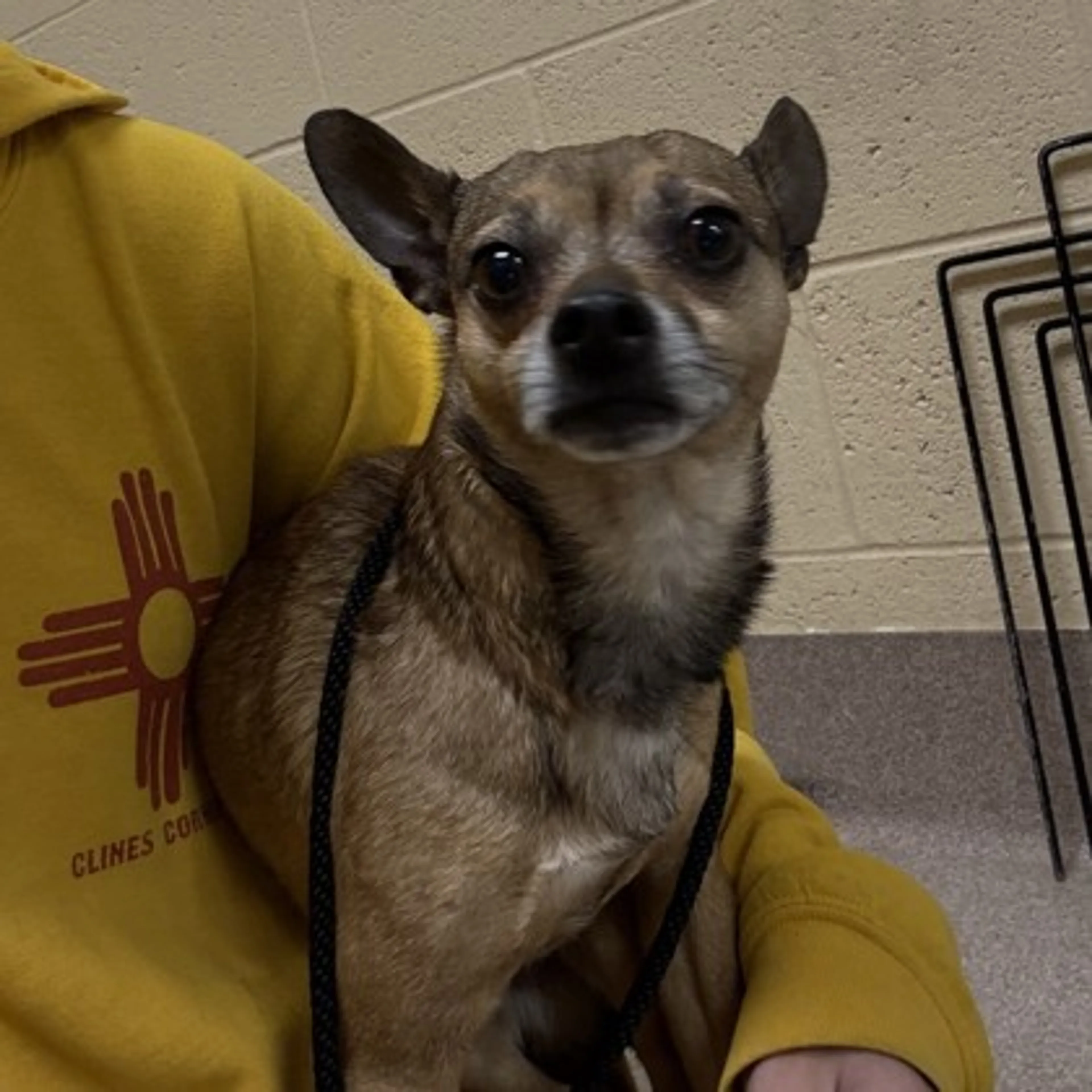 Found pet