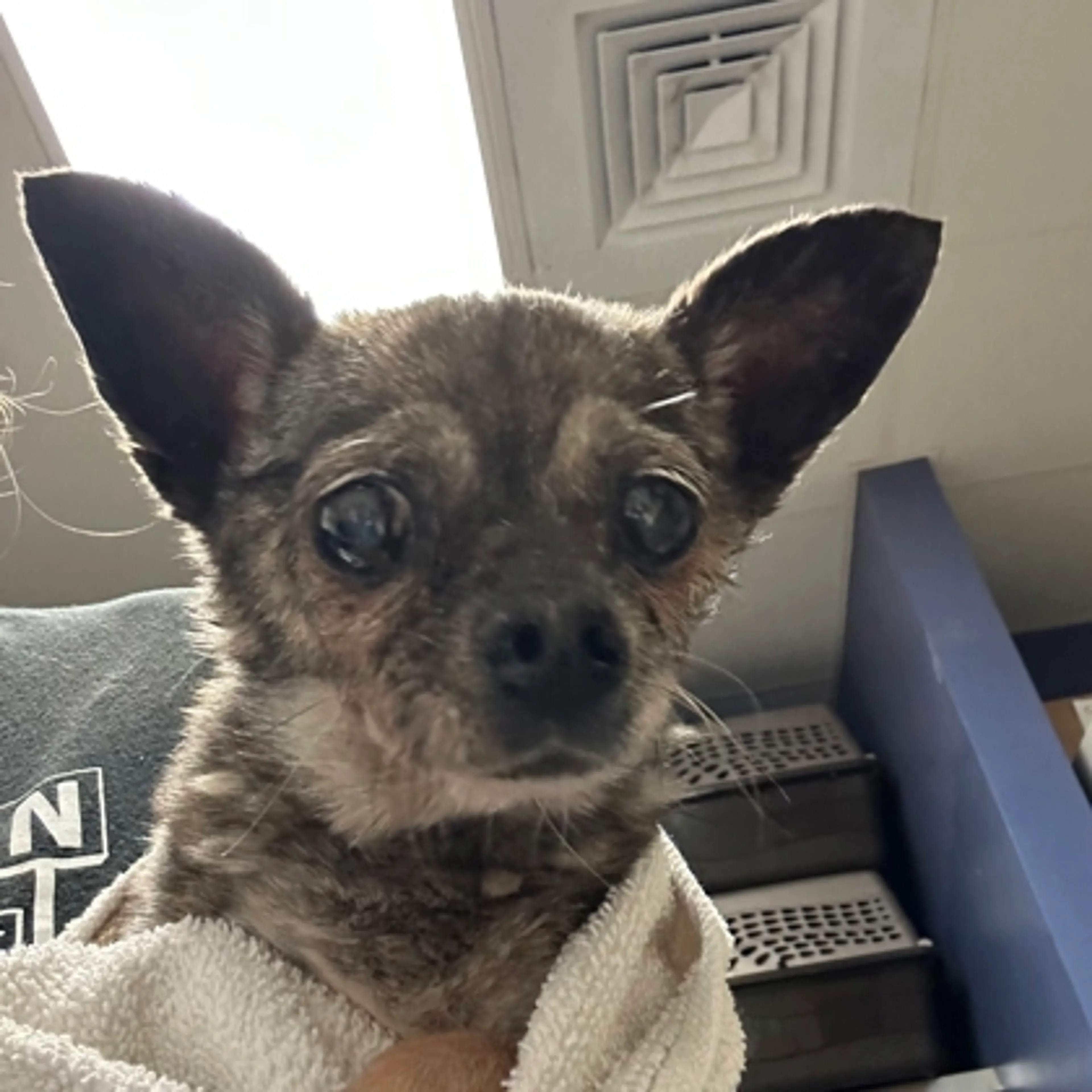 Found pet