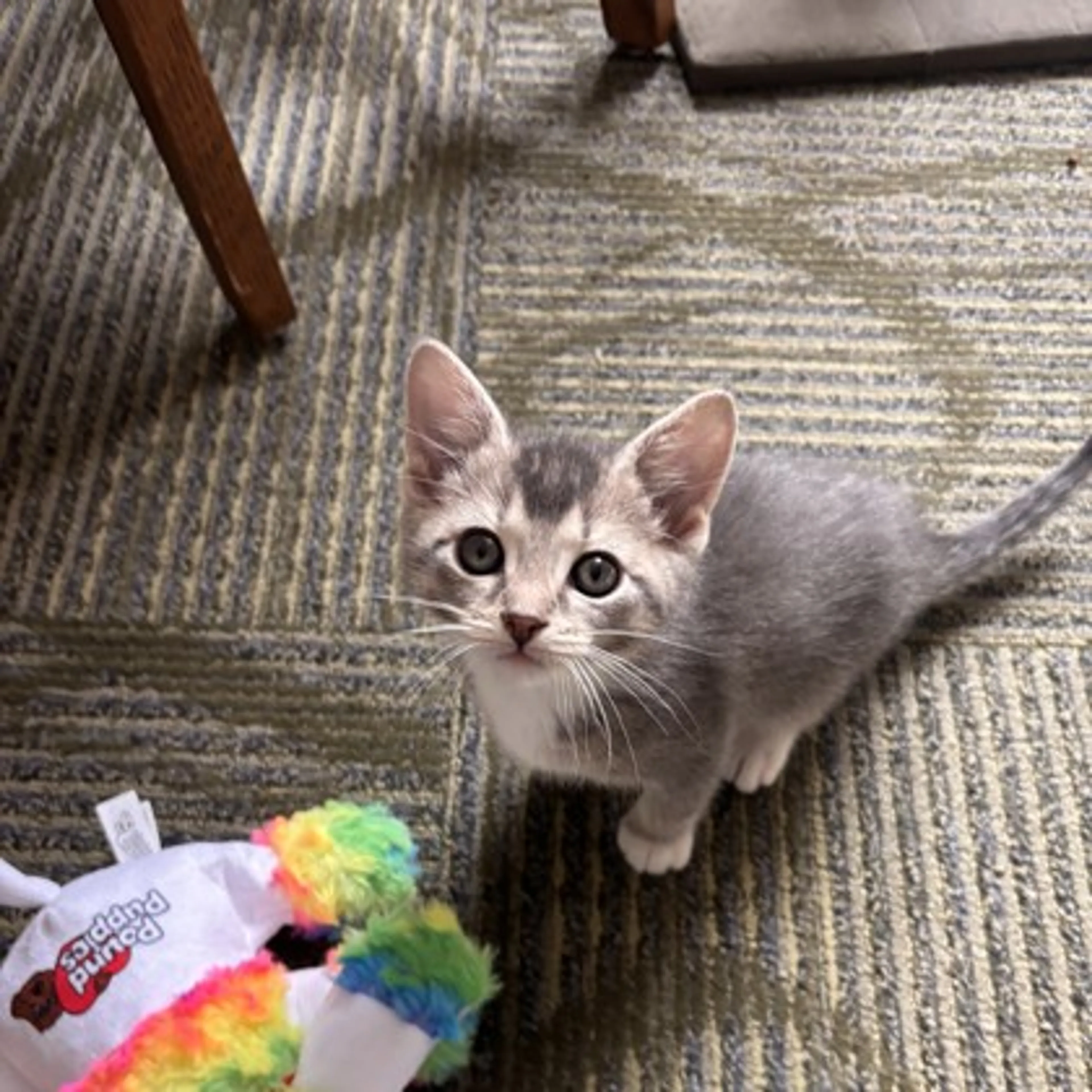 Found pet-1