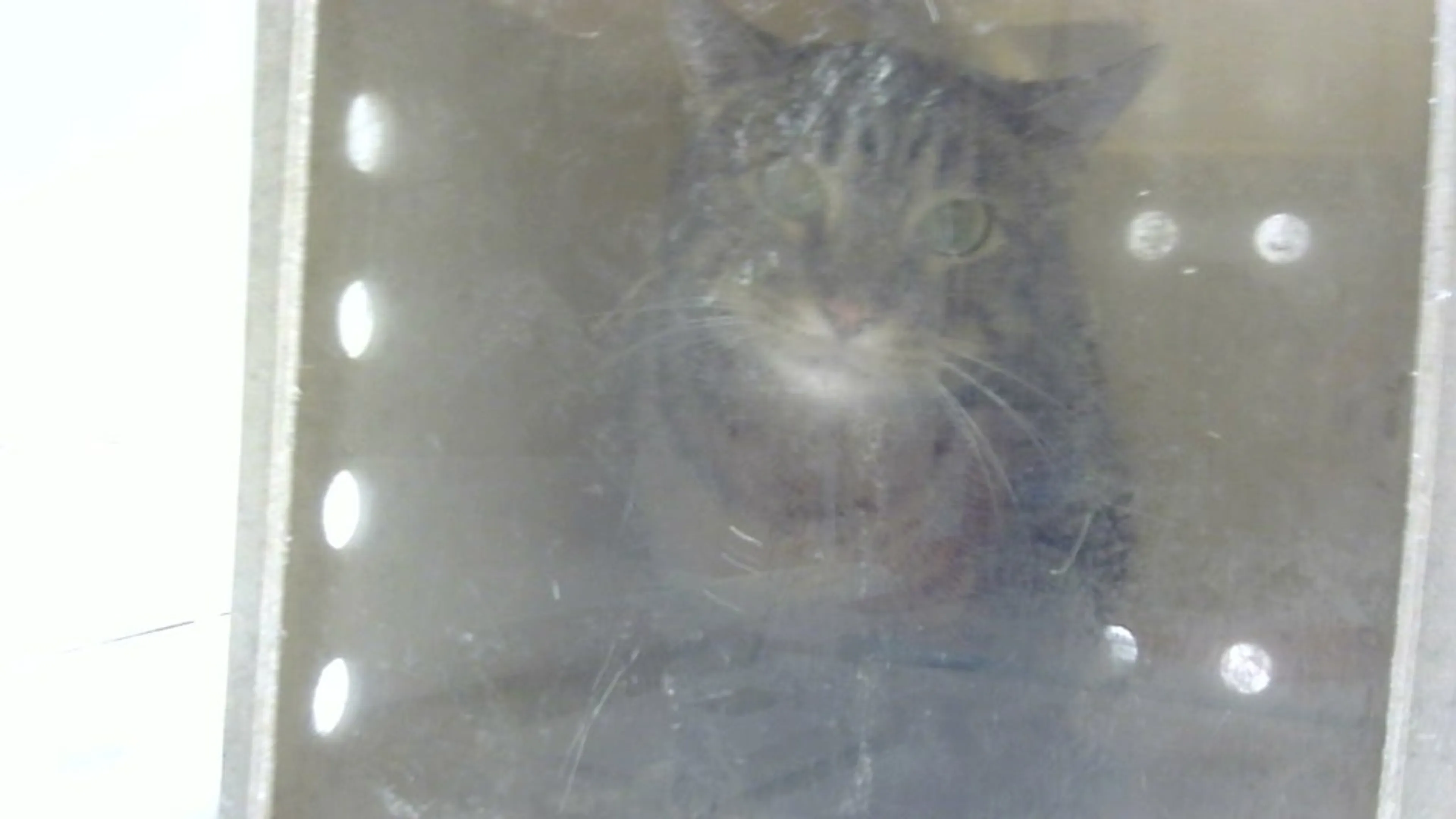 Found pet
