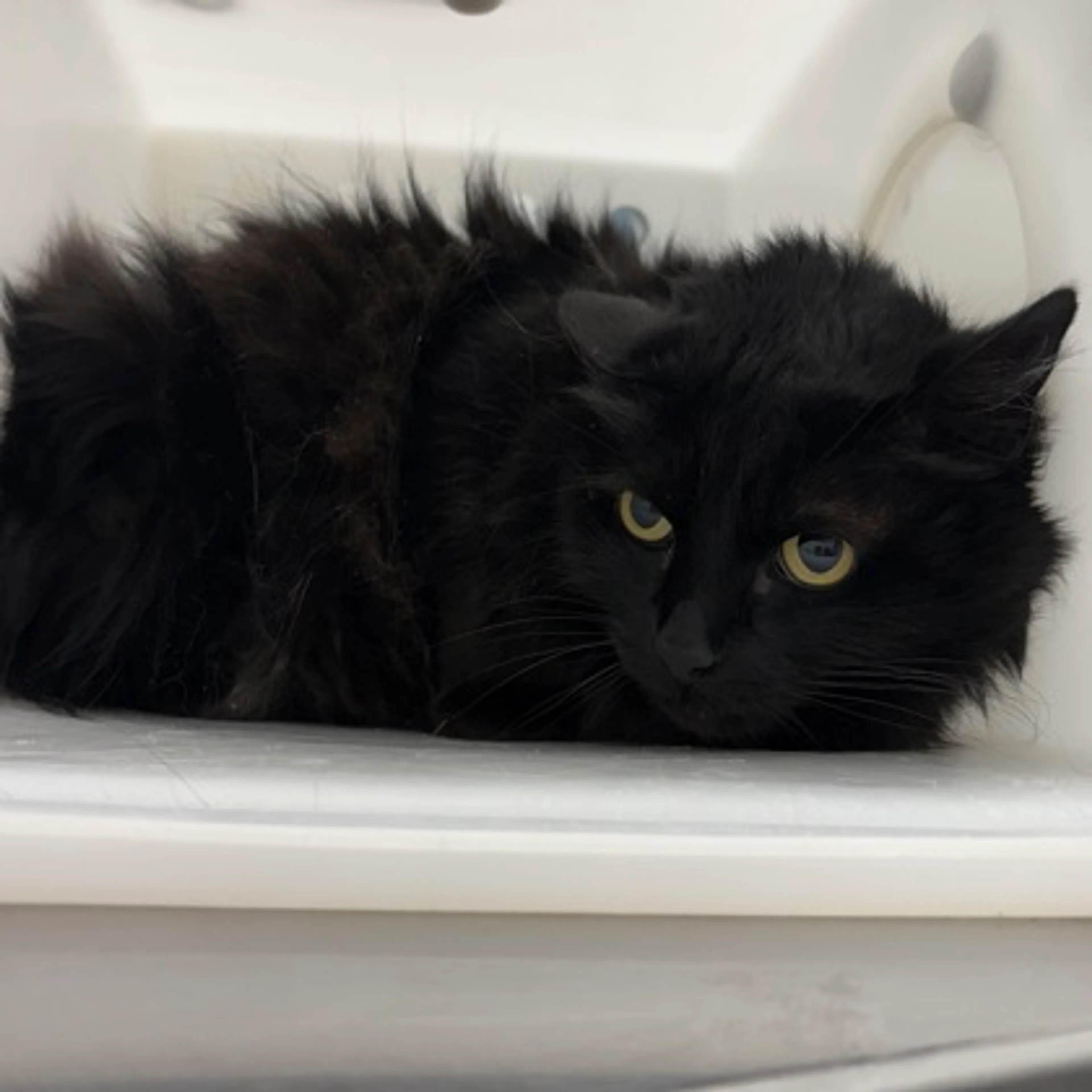 Found pet