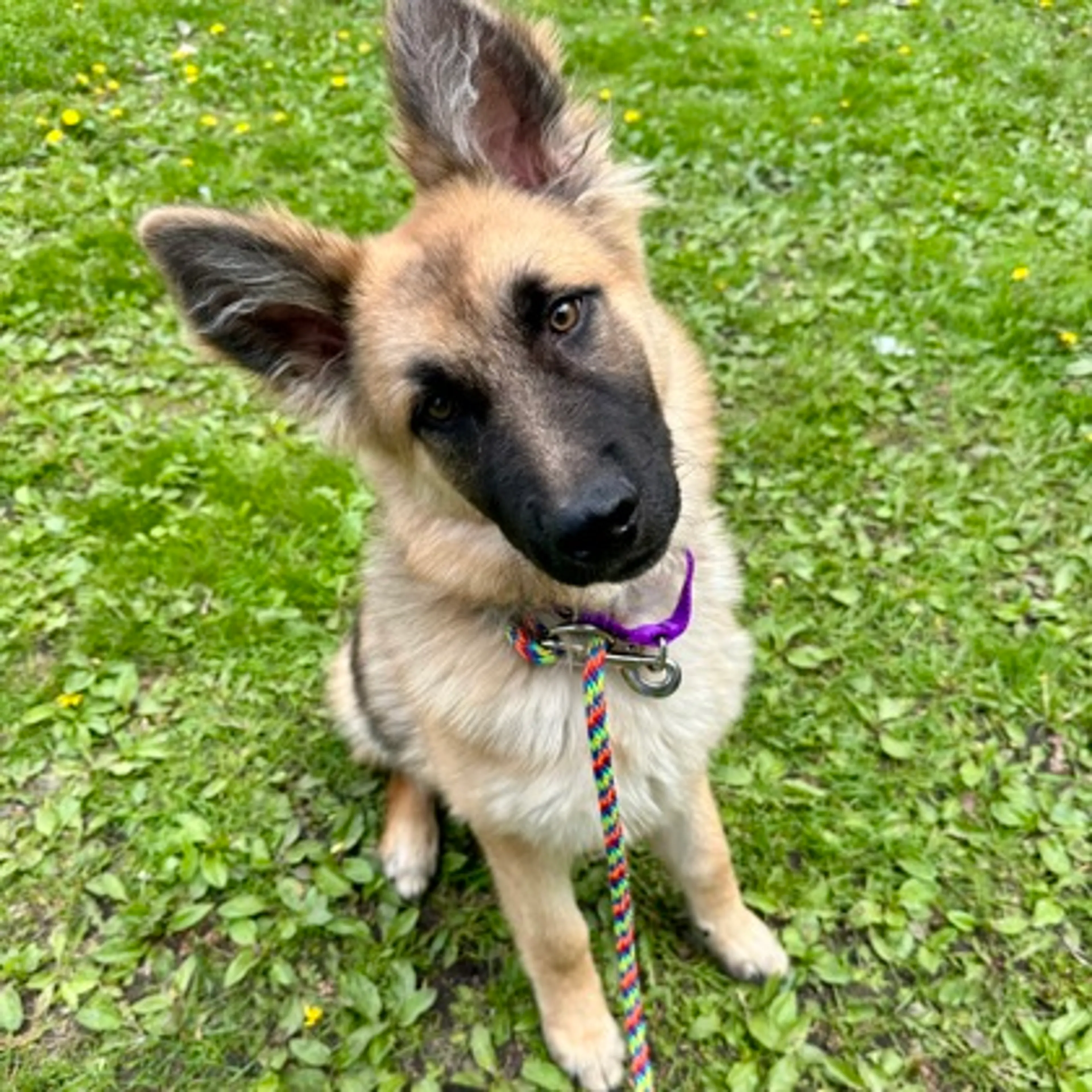 Found pet-1
