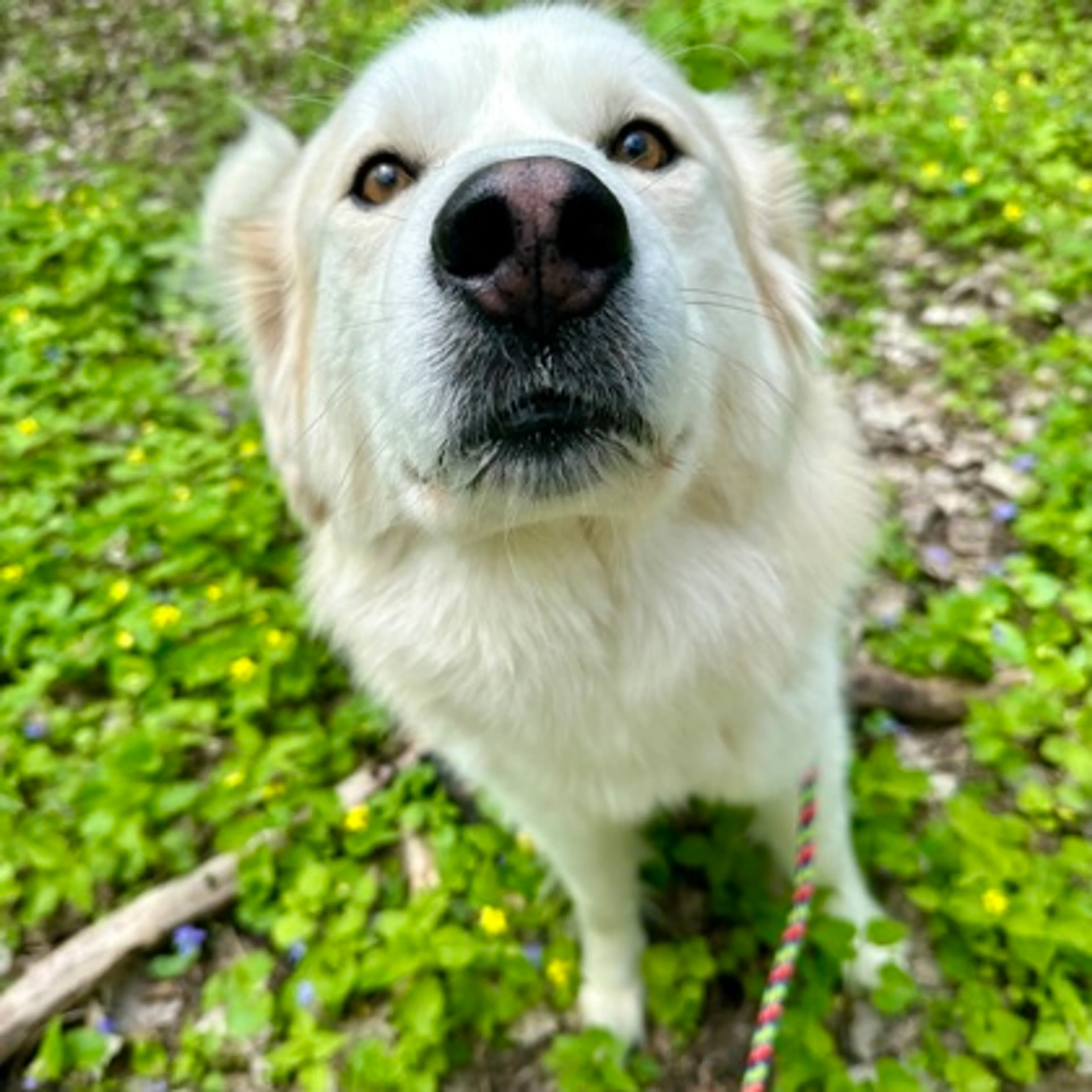 Found pet-2