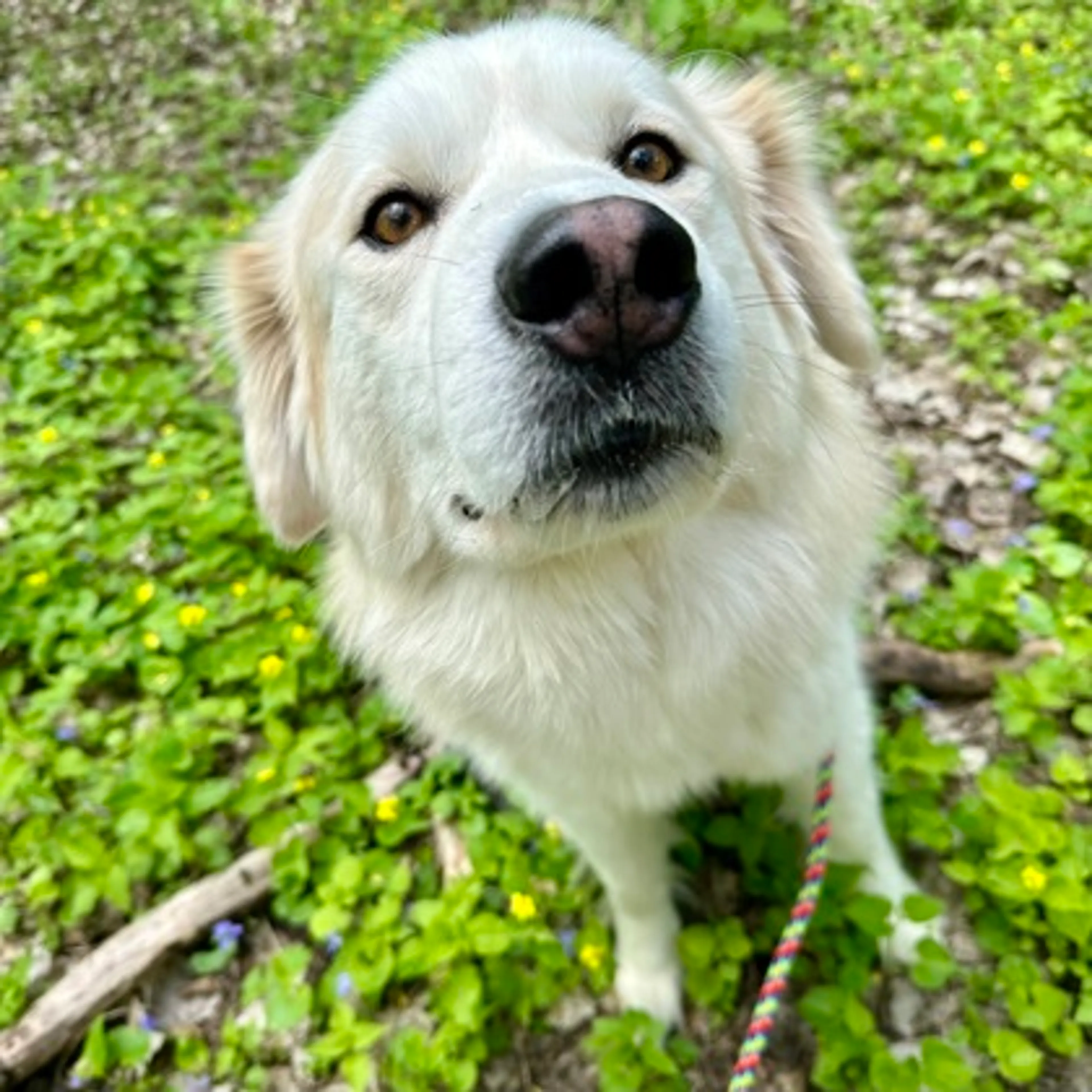 Found pet-0