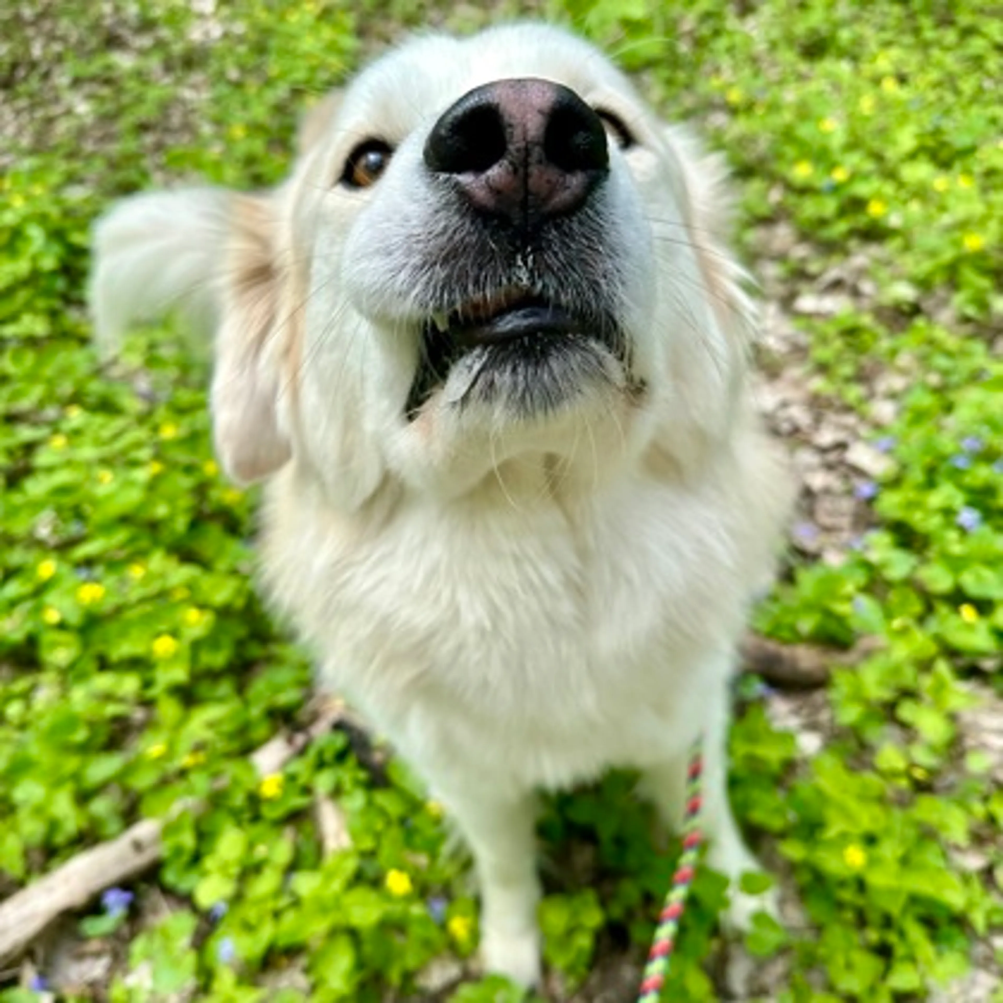 Found pet-1