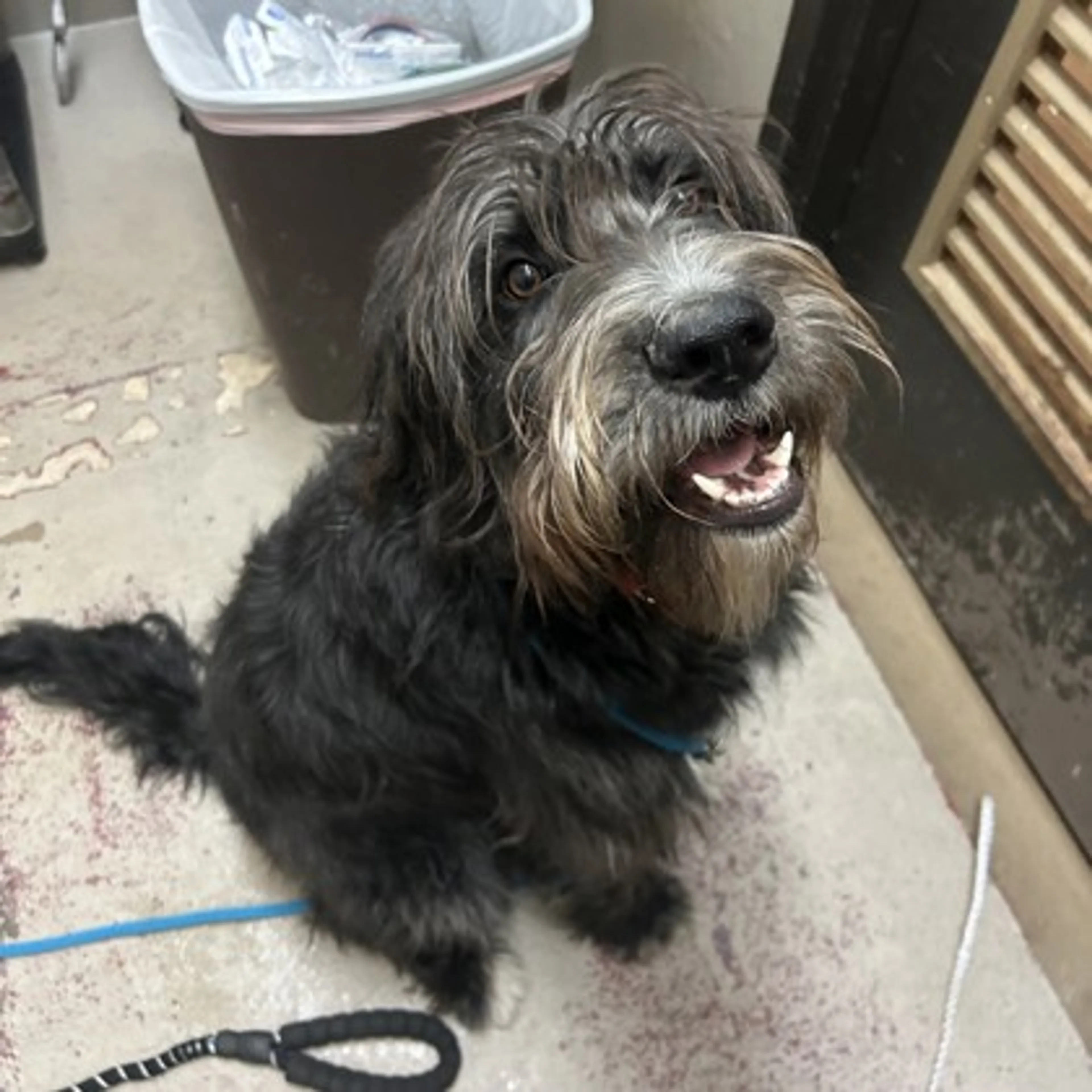 Found pet-1