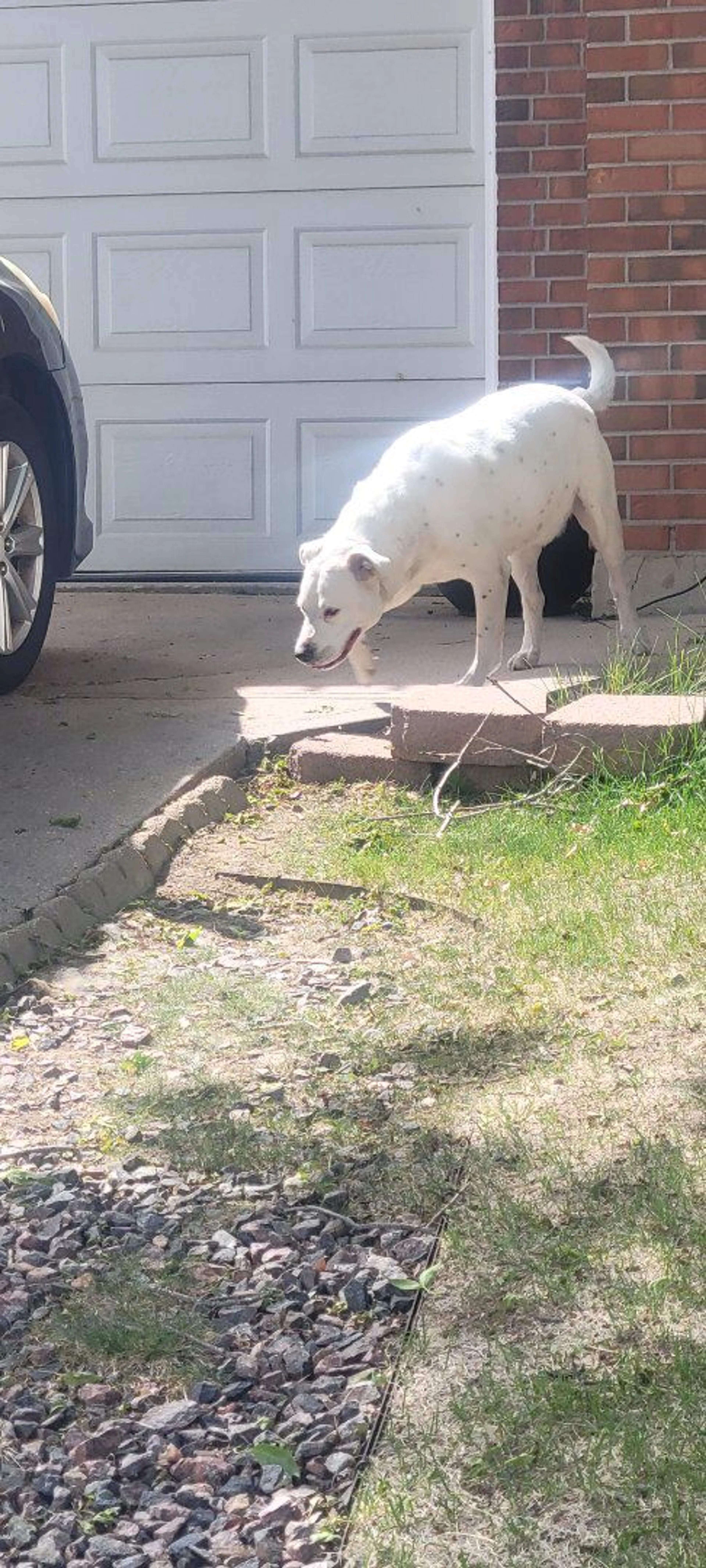 Lost pet-1