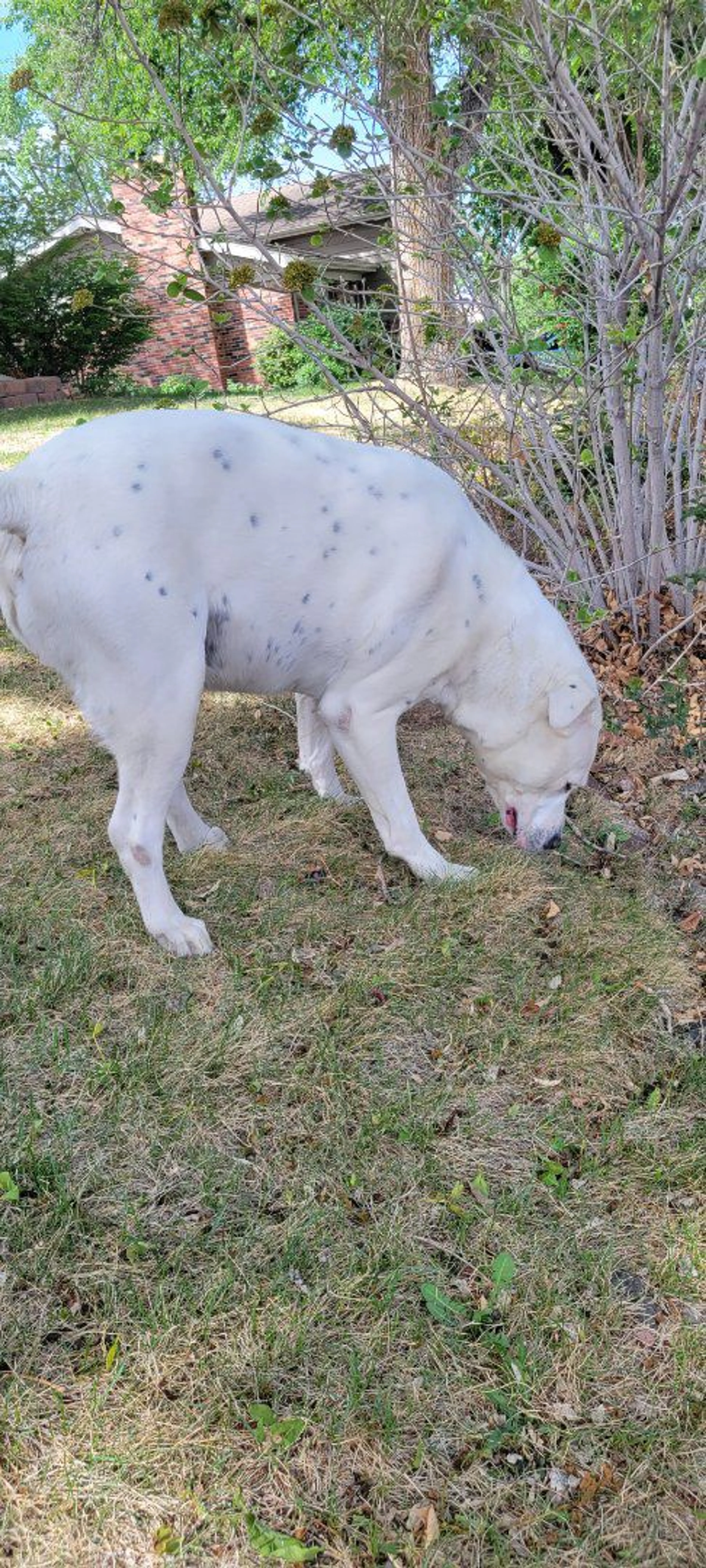 Lost pet-2