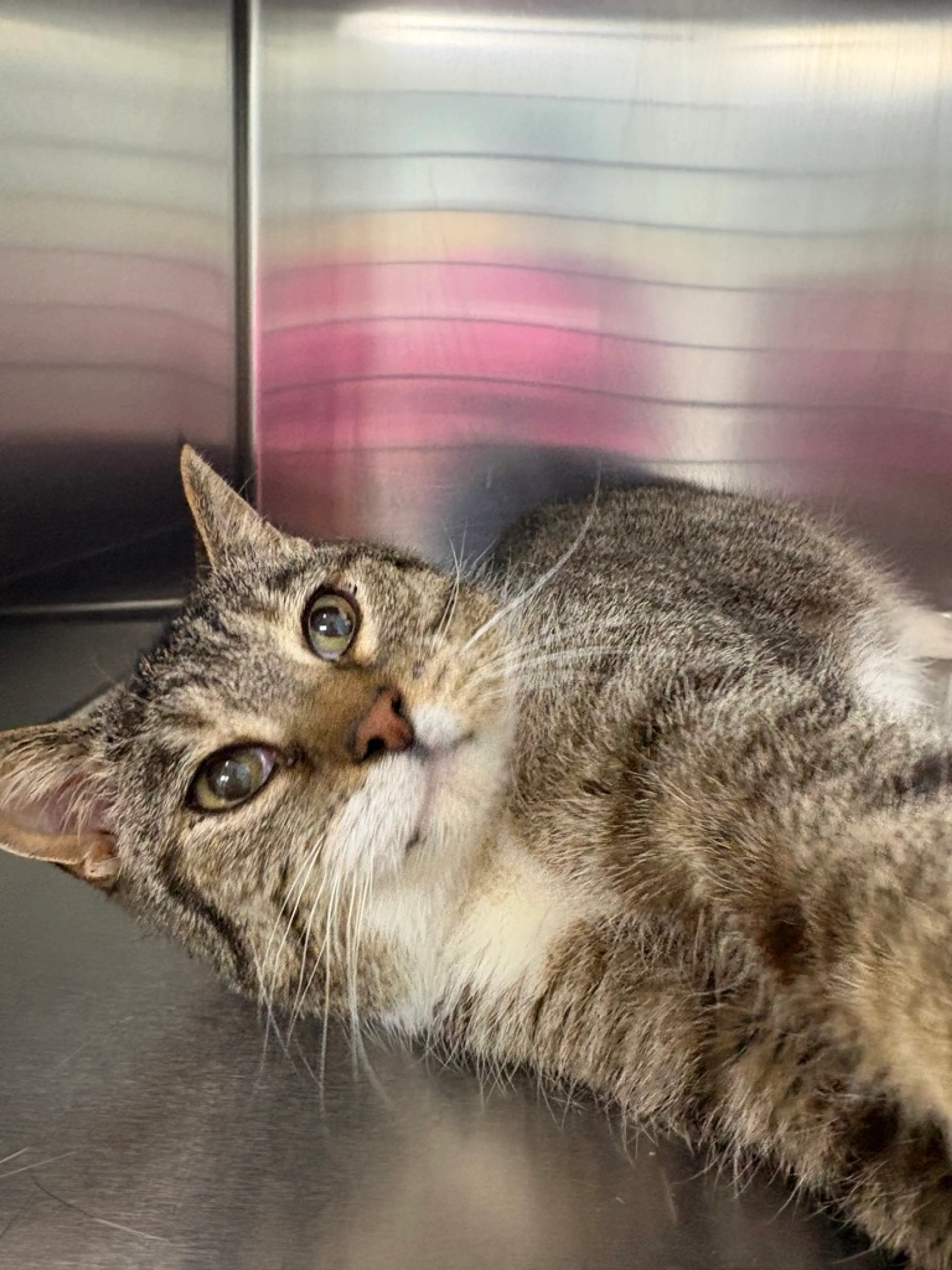 Found pet-1