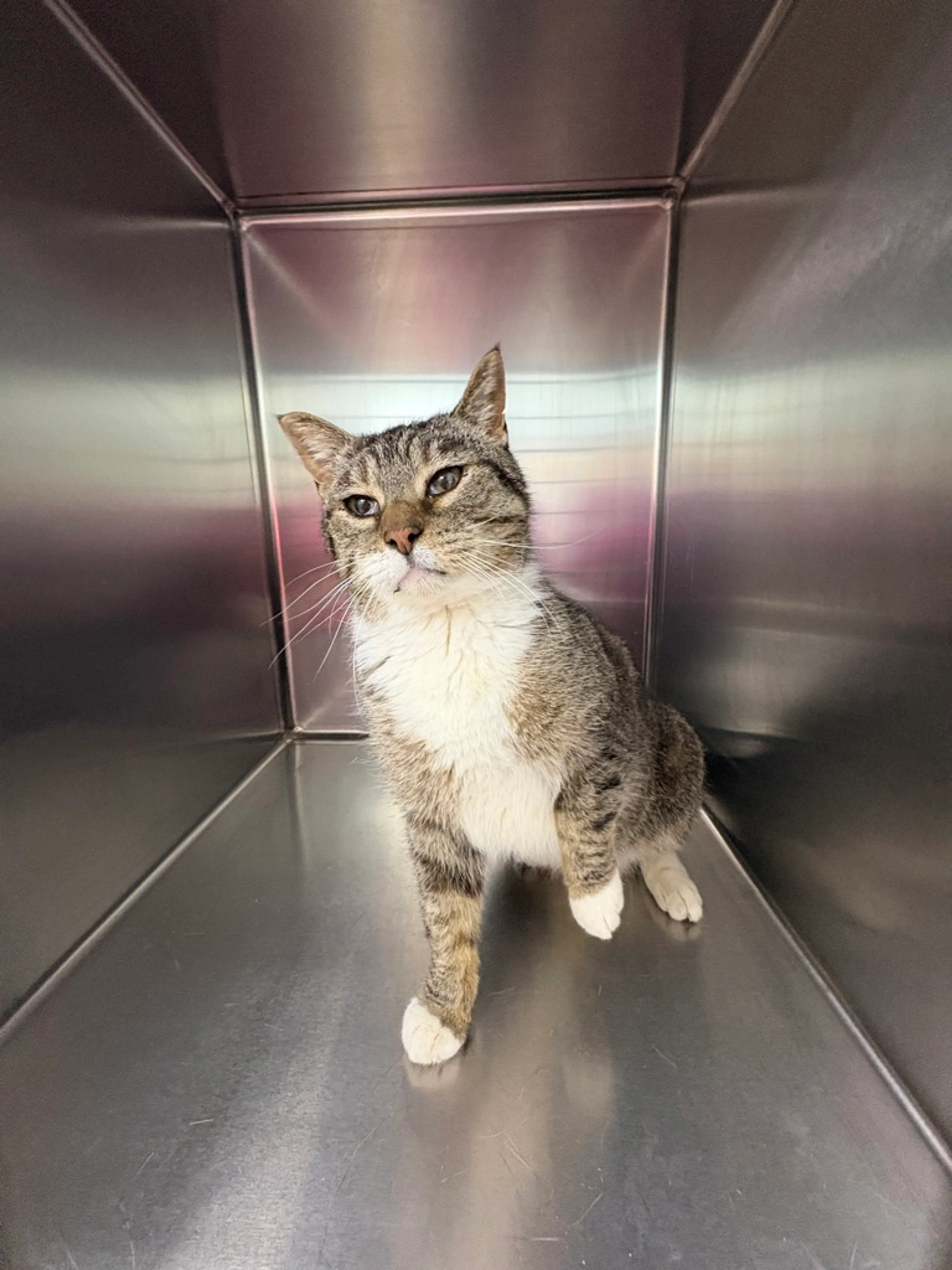 Found pet-2