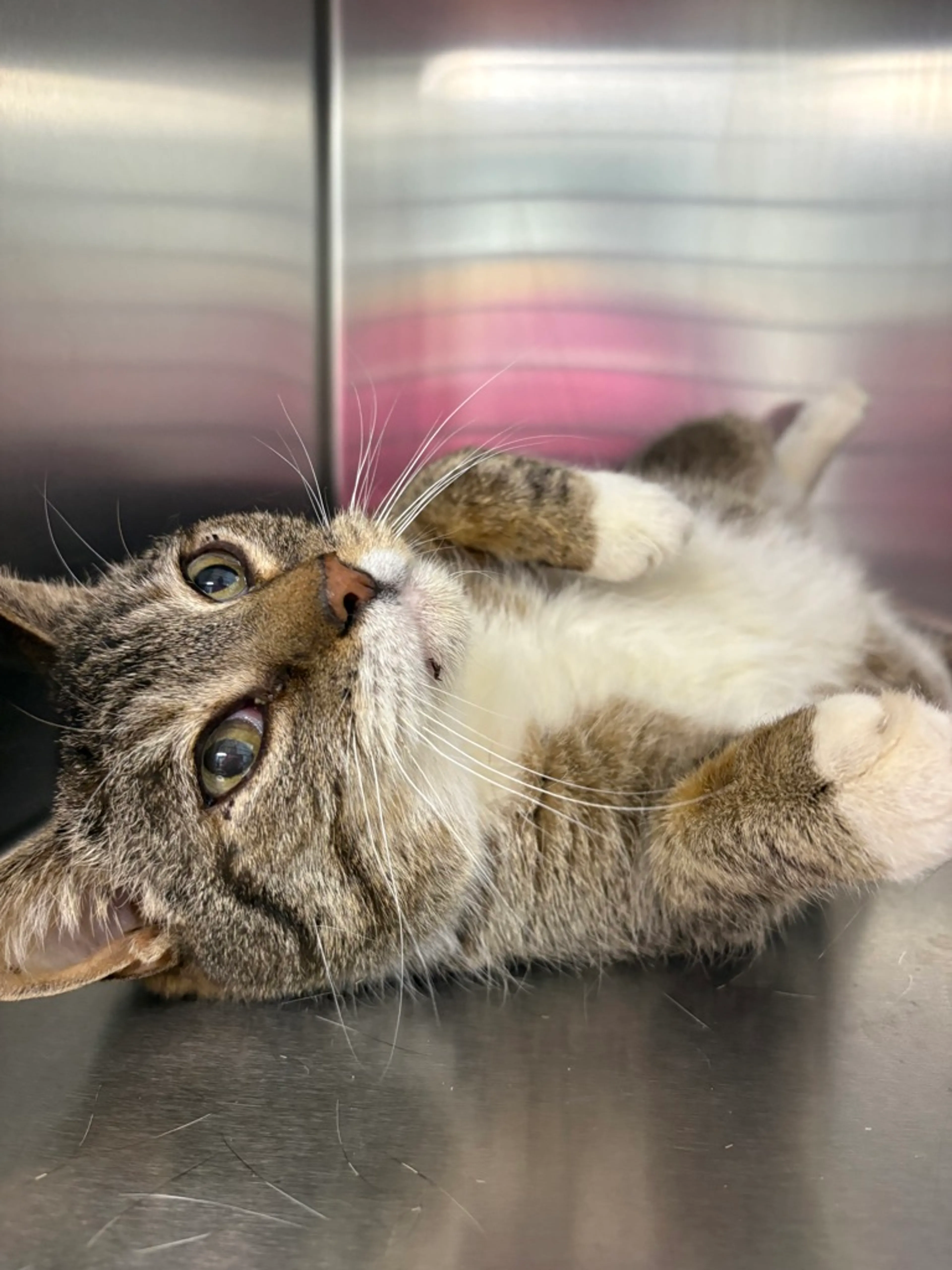 Found pet-0