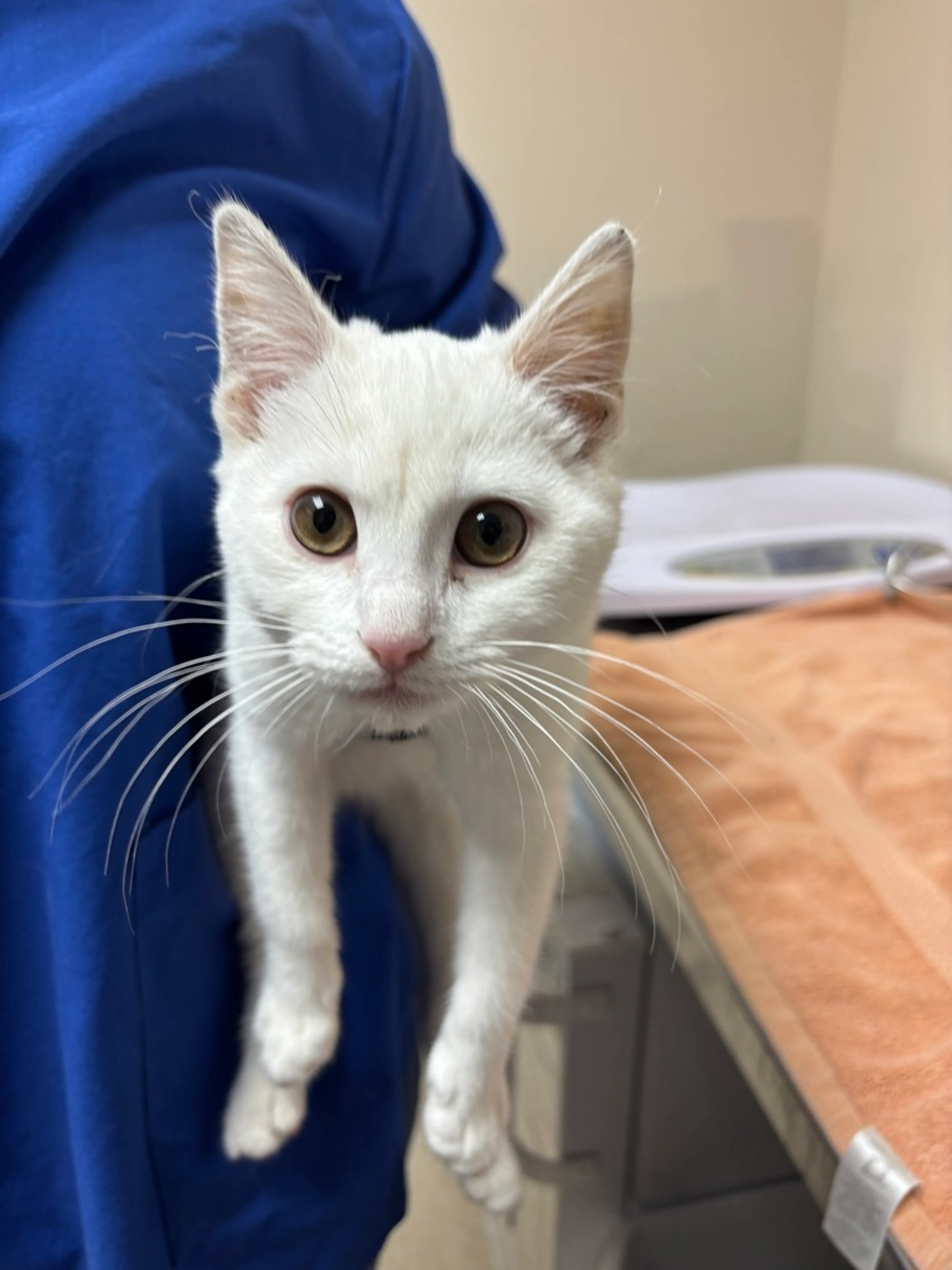 Found pet