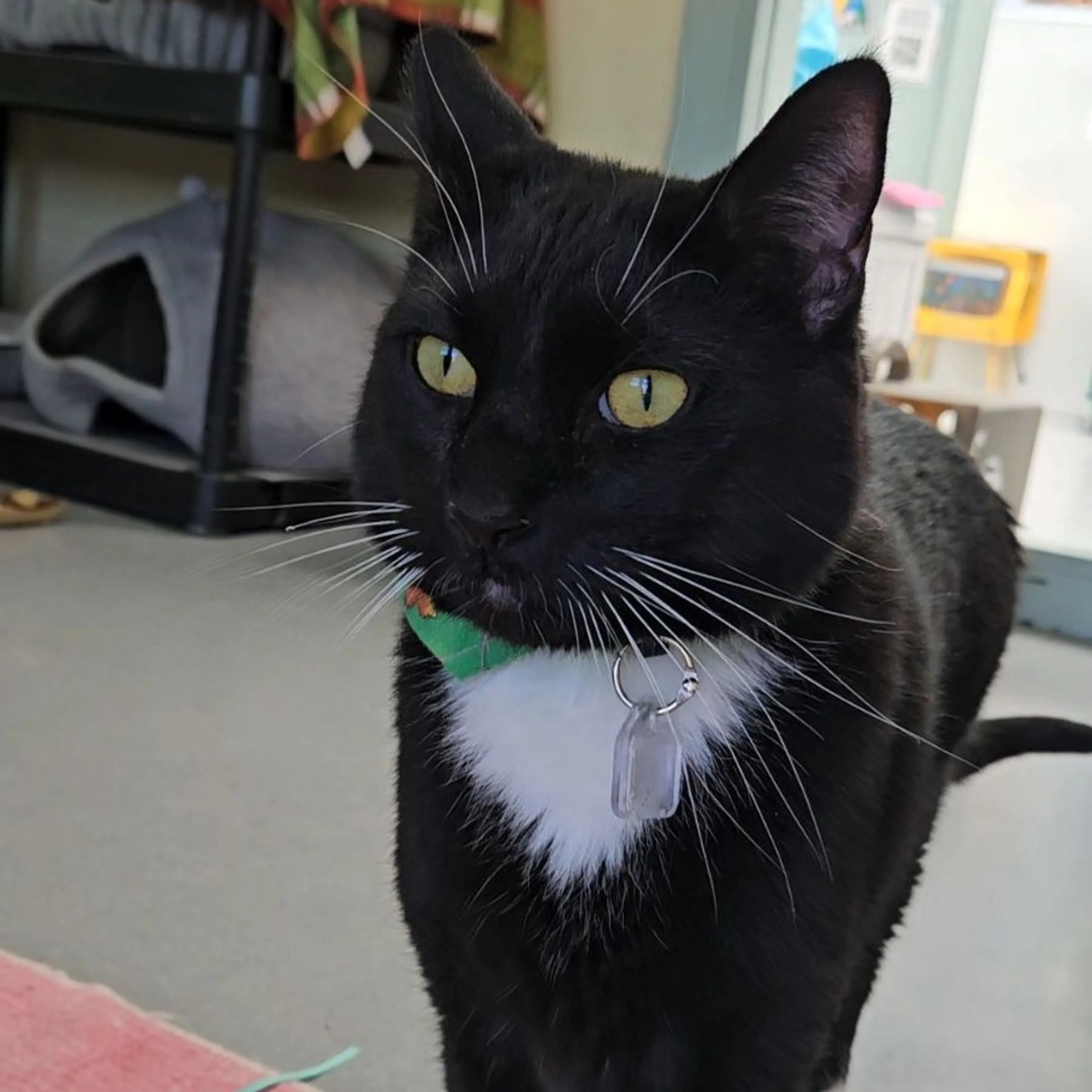 Found pet-5