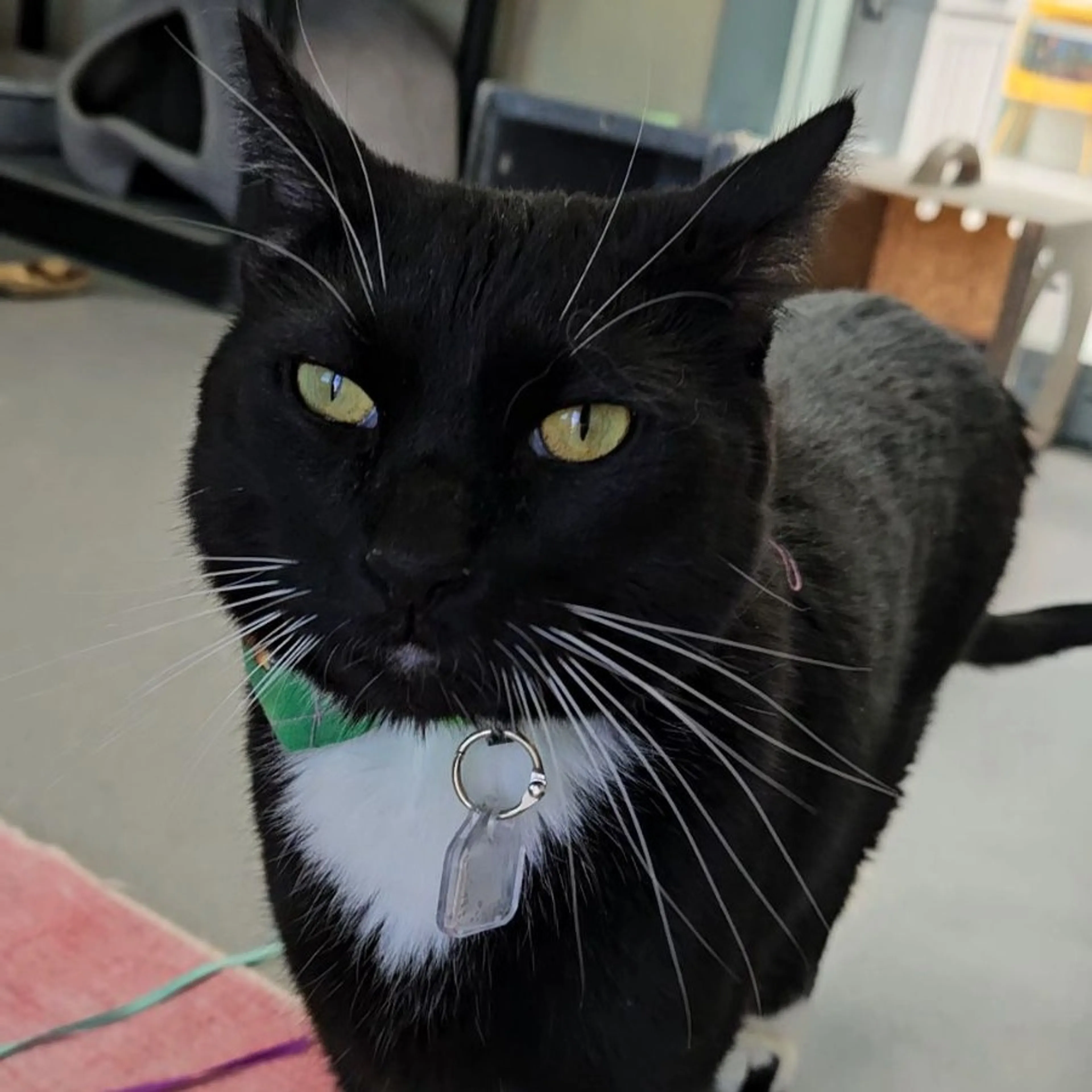 Found pet-3