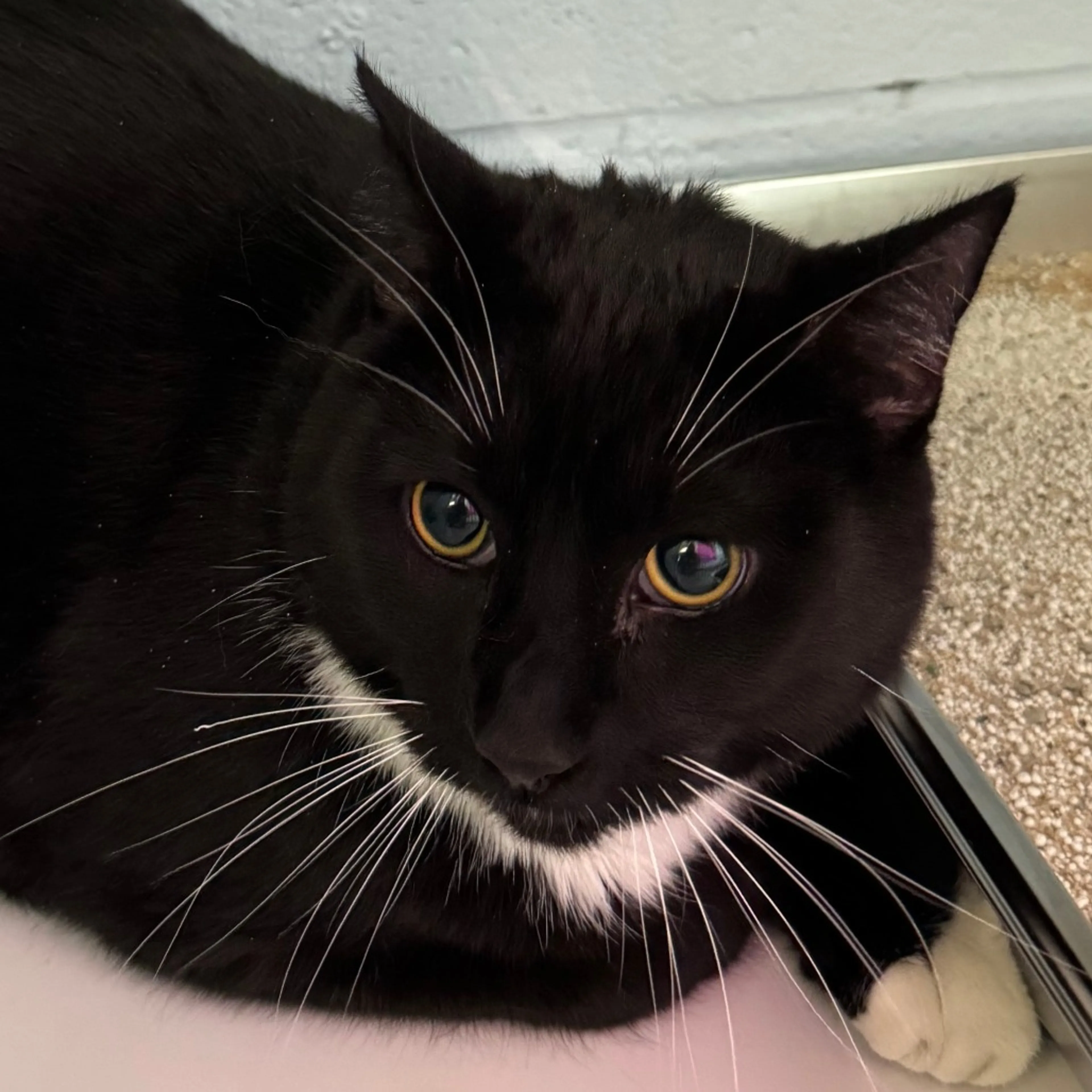 Found pet-1