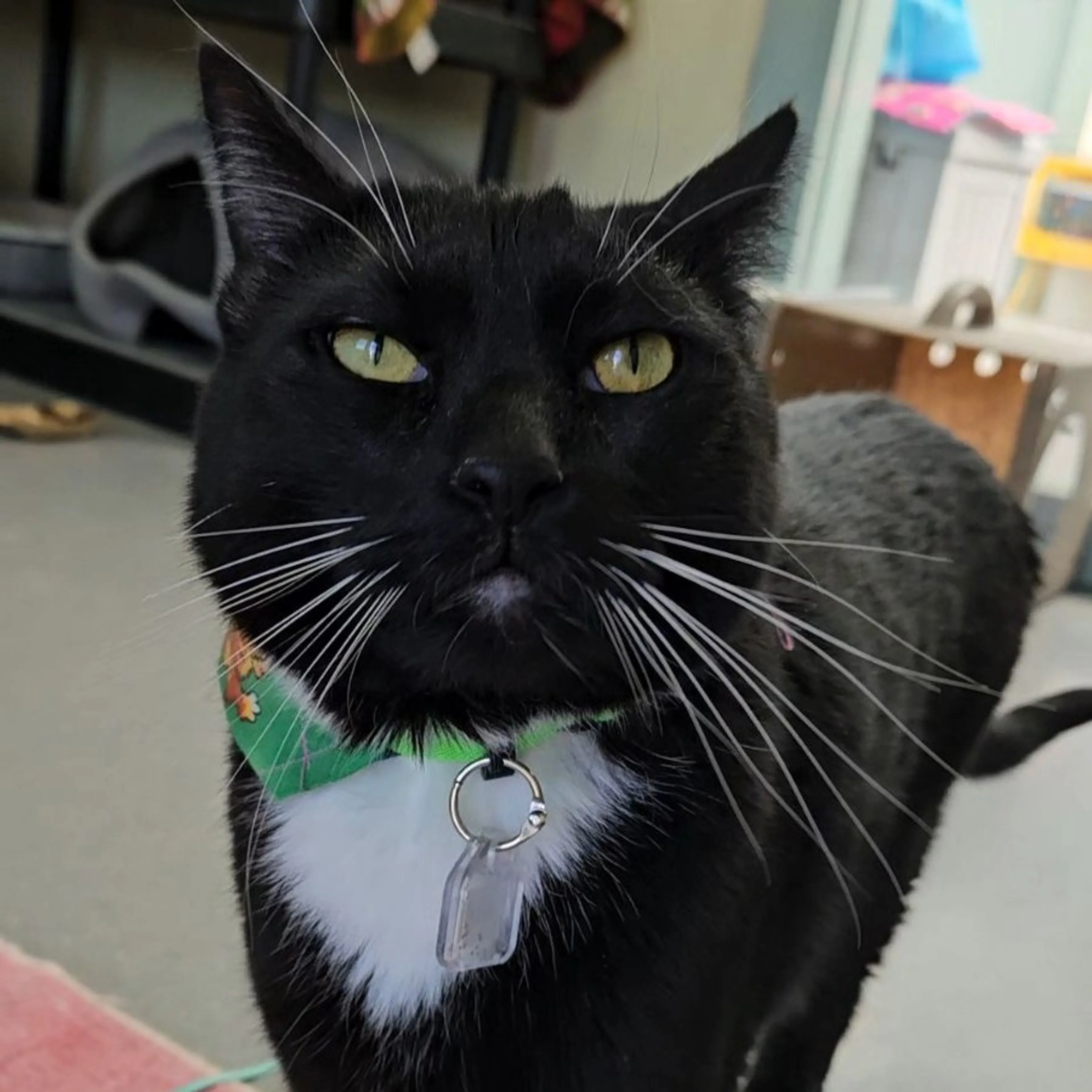 Found pet-0