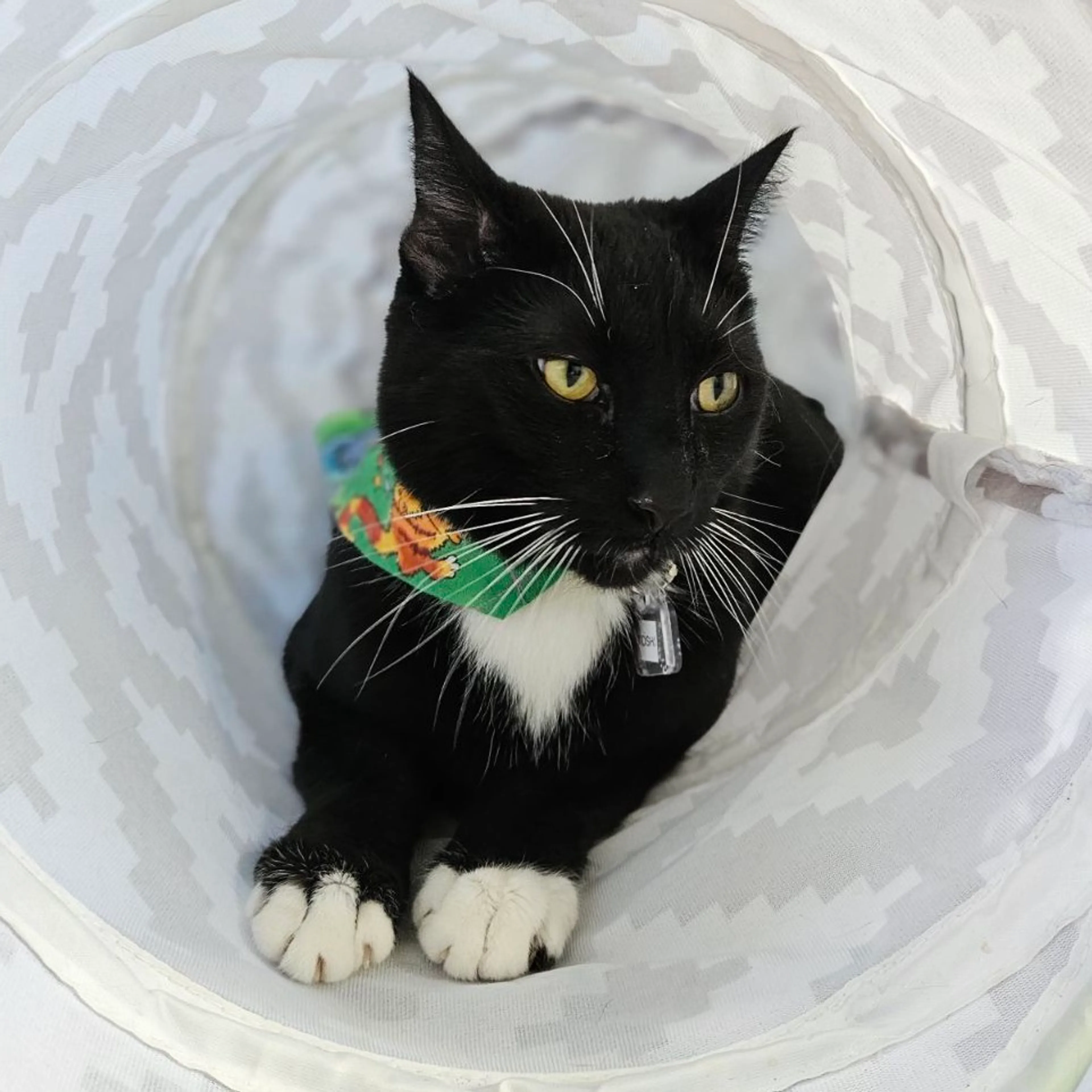 Found pet-2
