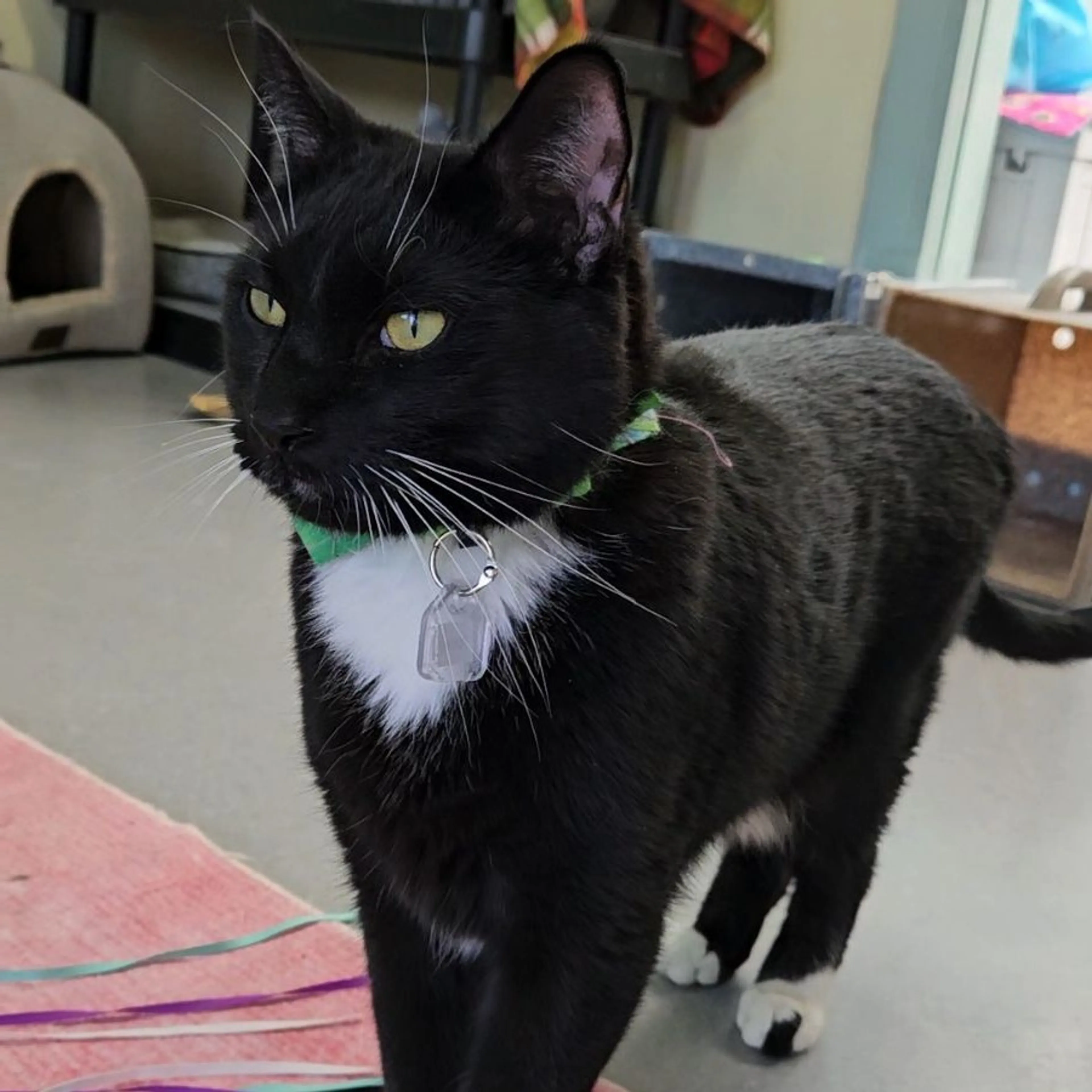 Found pet-4