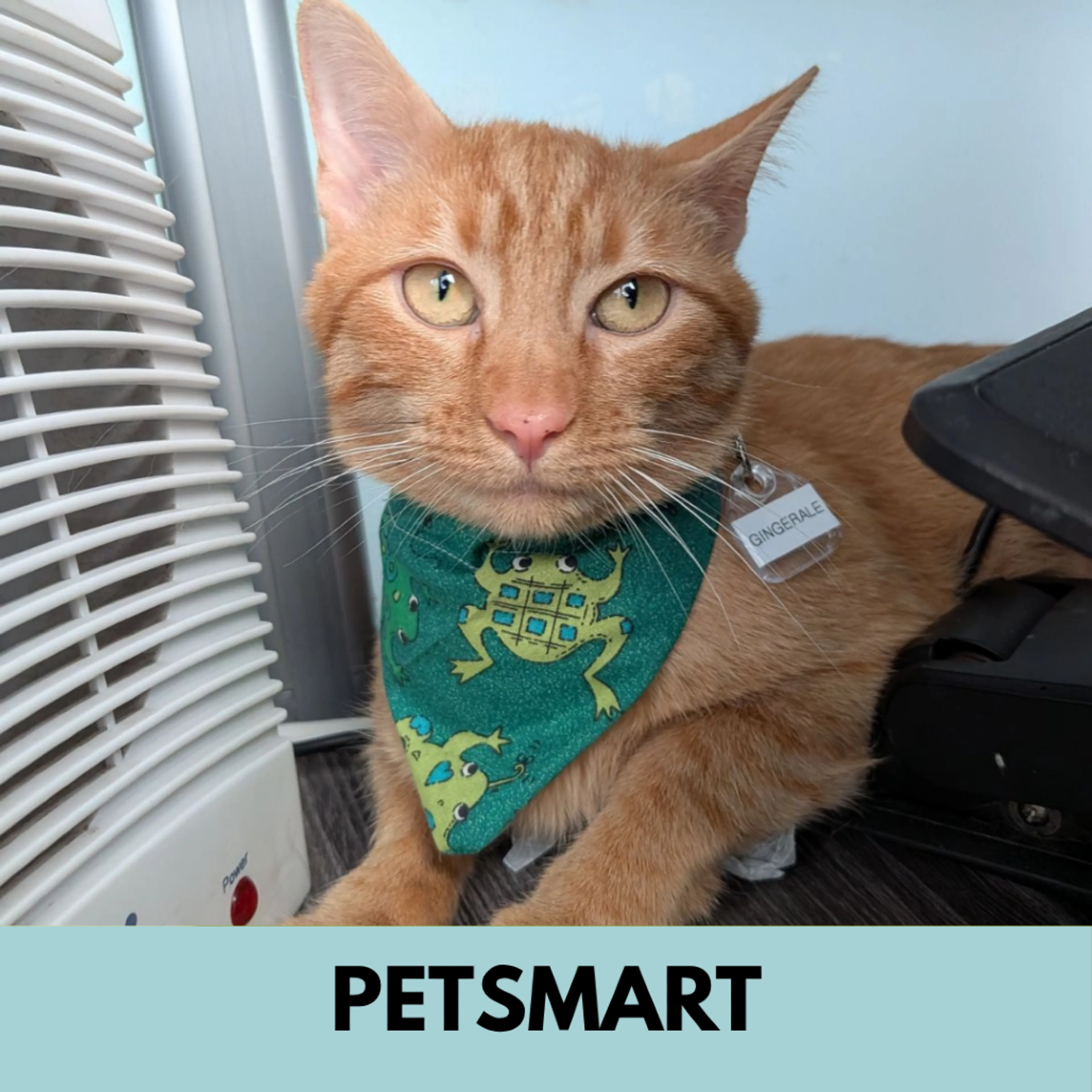 Found pet-0