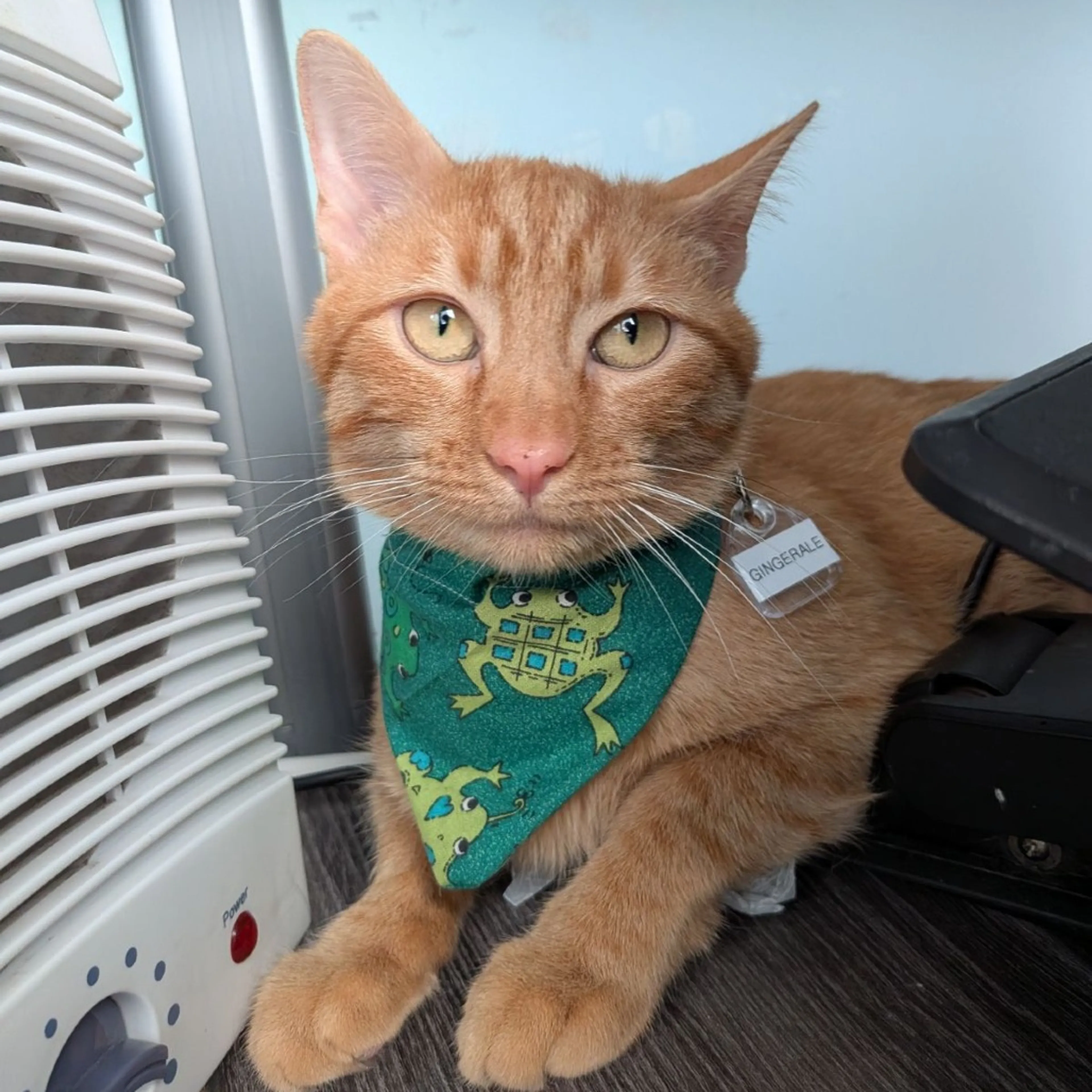 Found pet-1