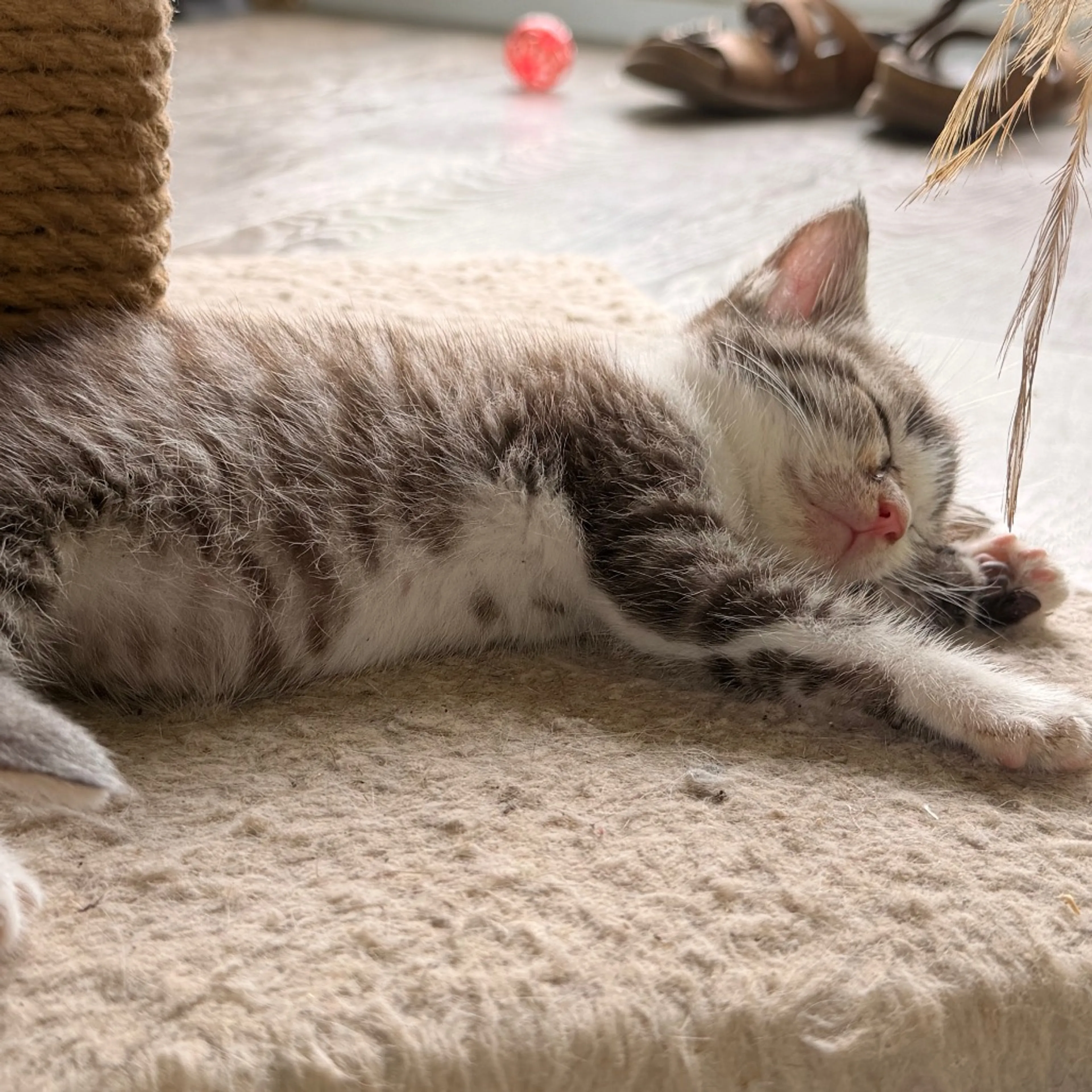 Found pet-4