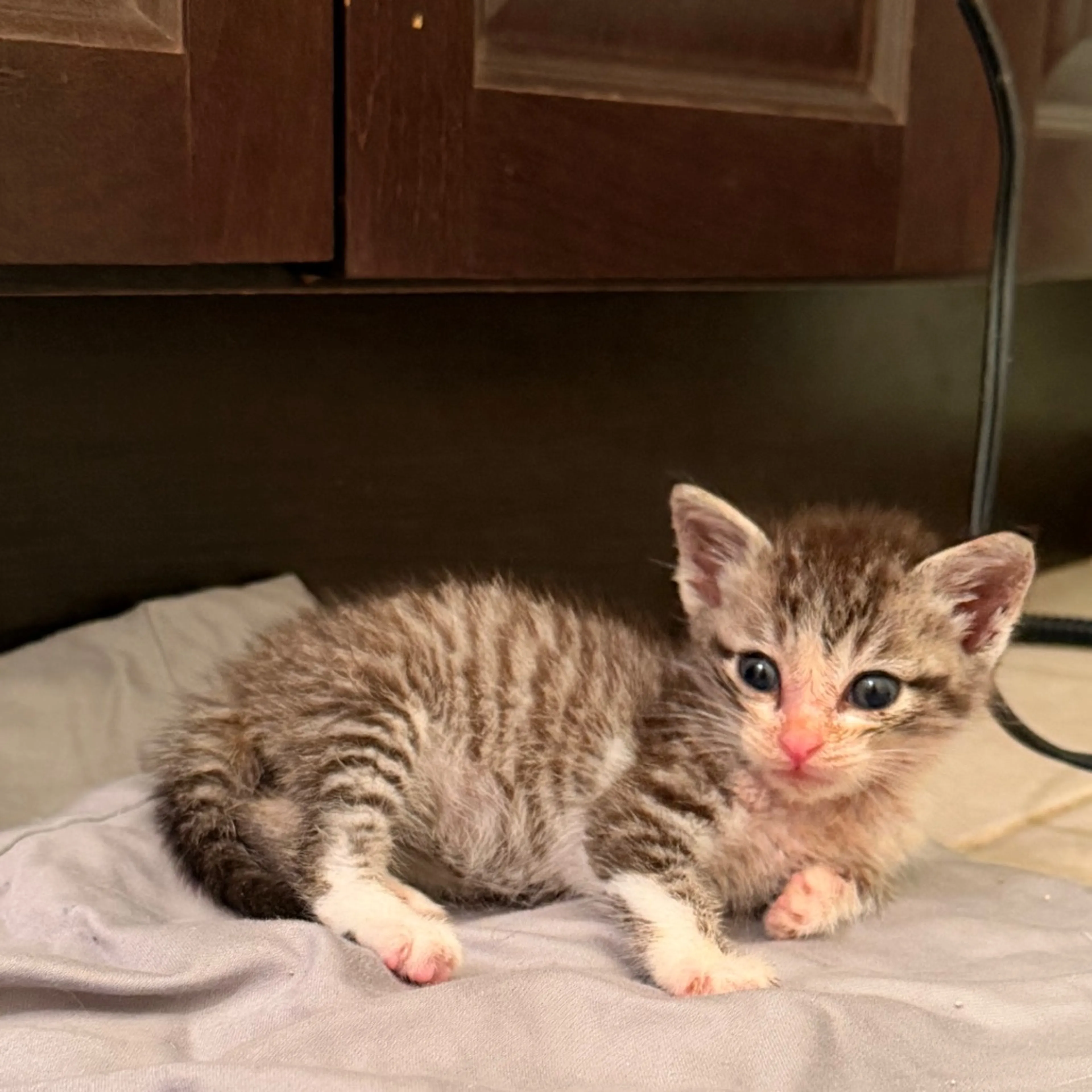 Found pet-1