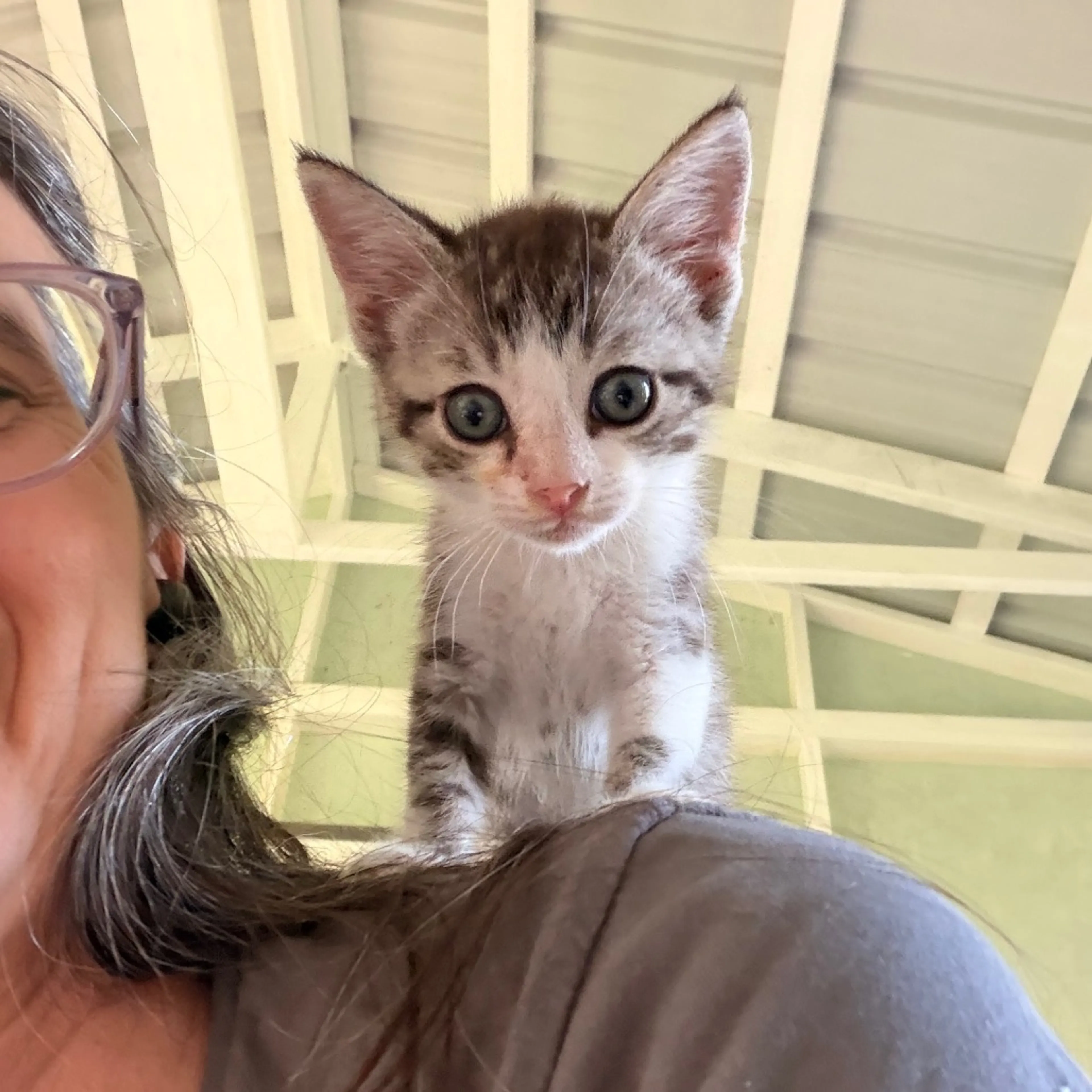 Found pet-13