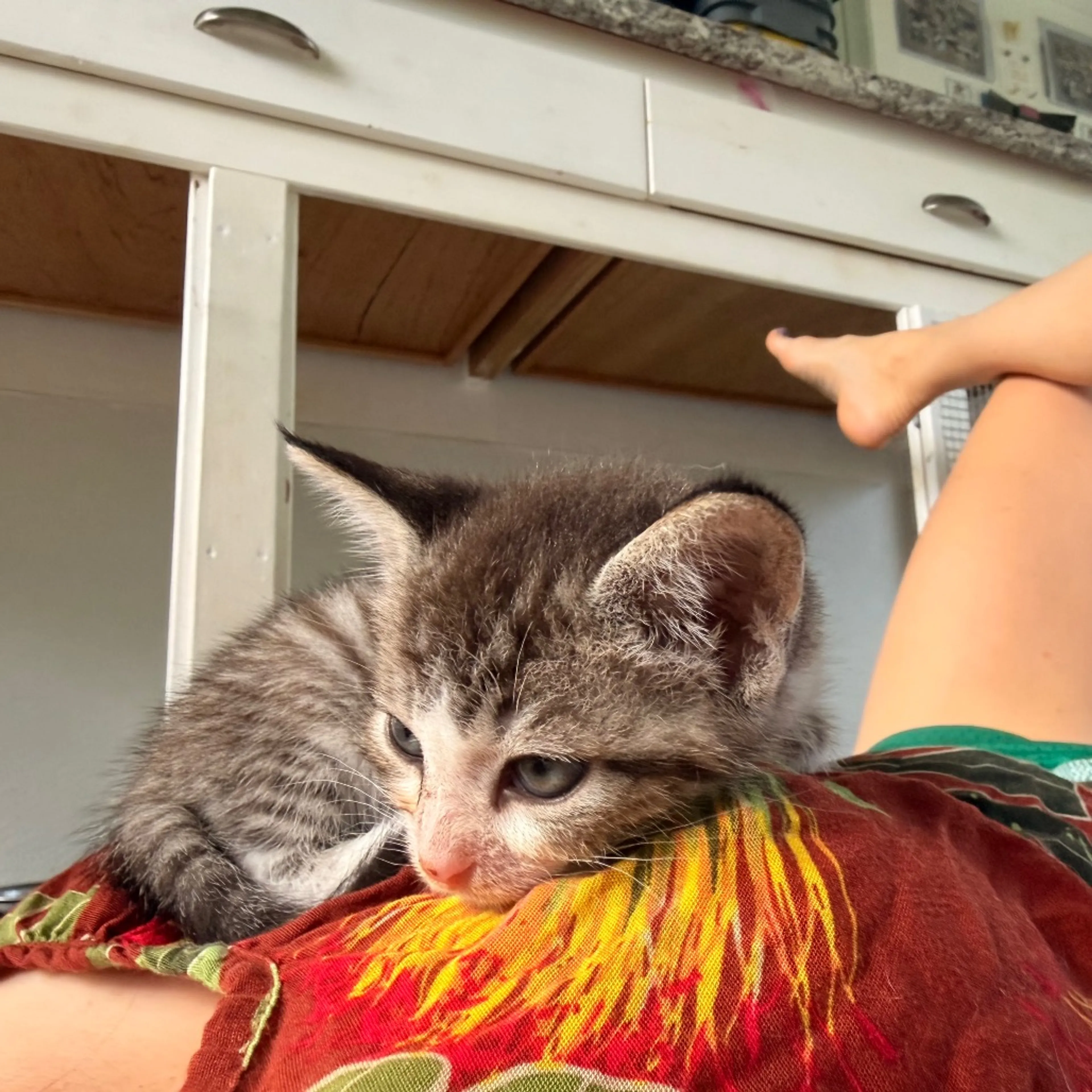 Found pet-2