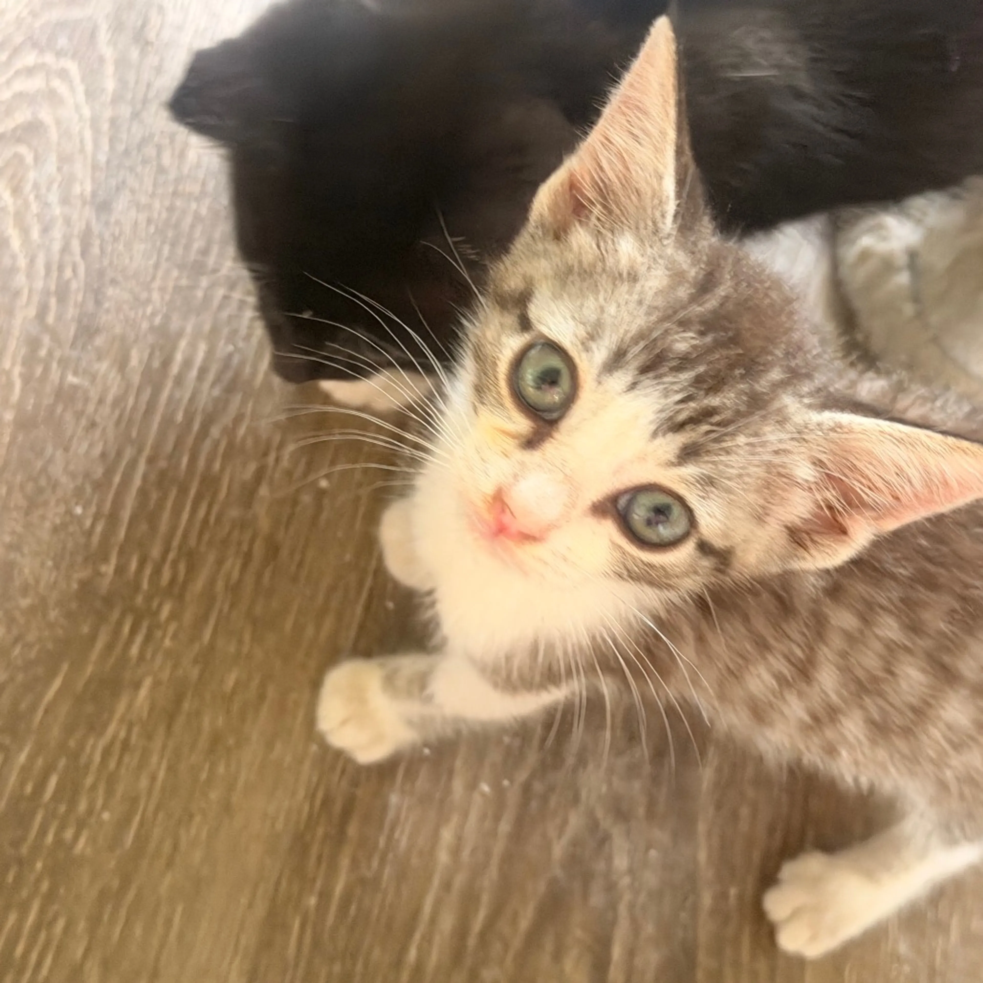 Found pet-10