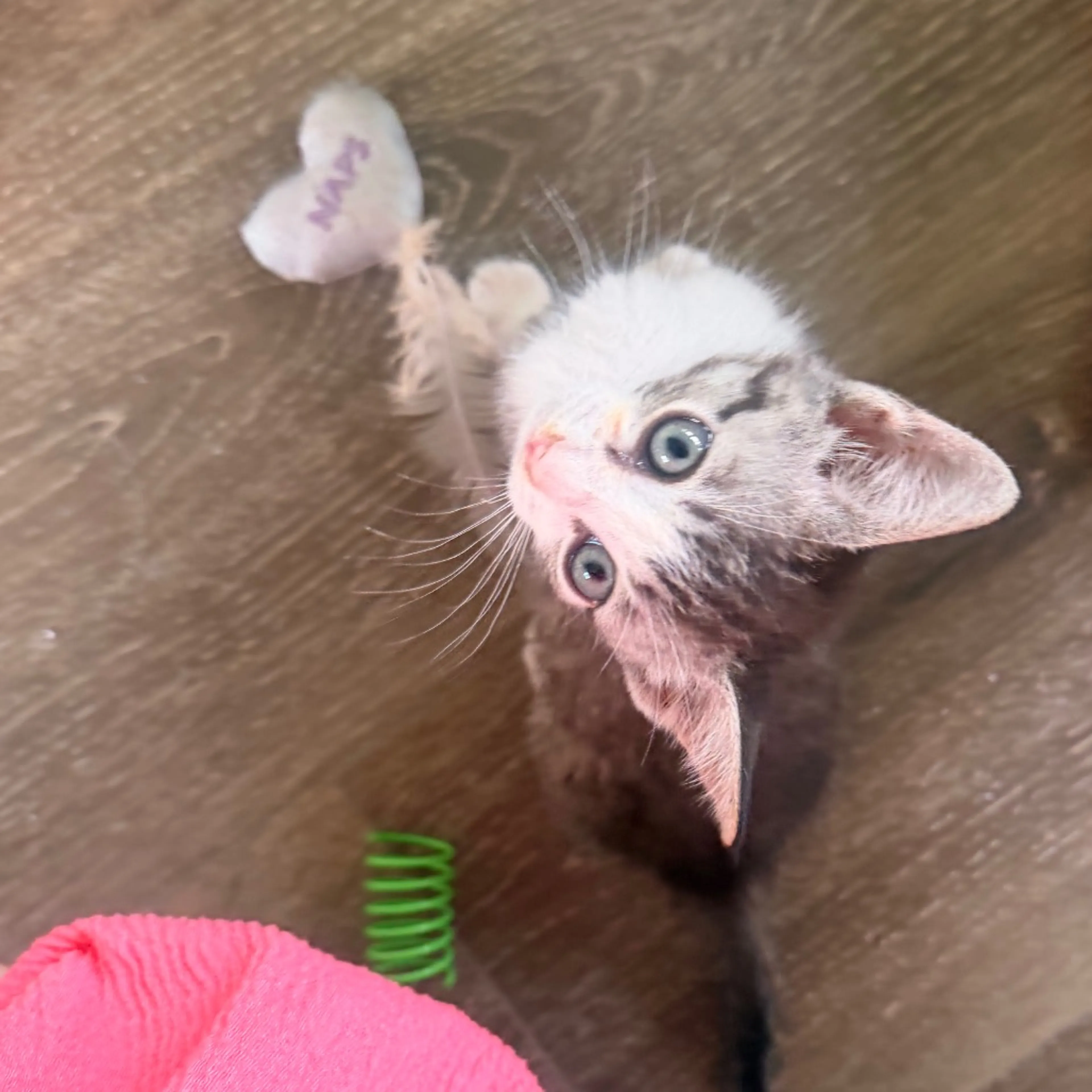 Found pet-11