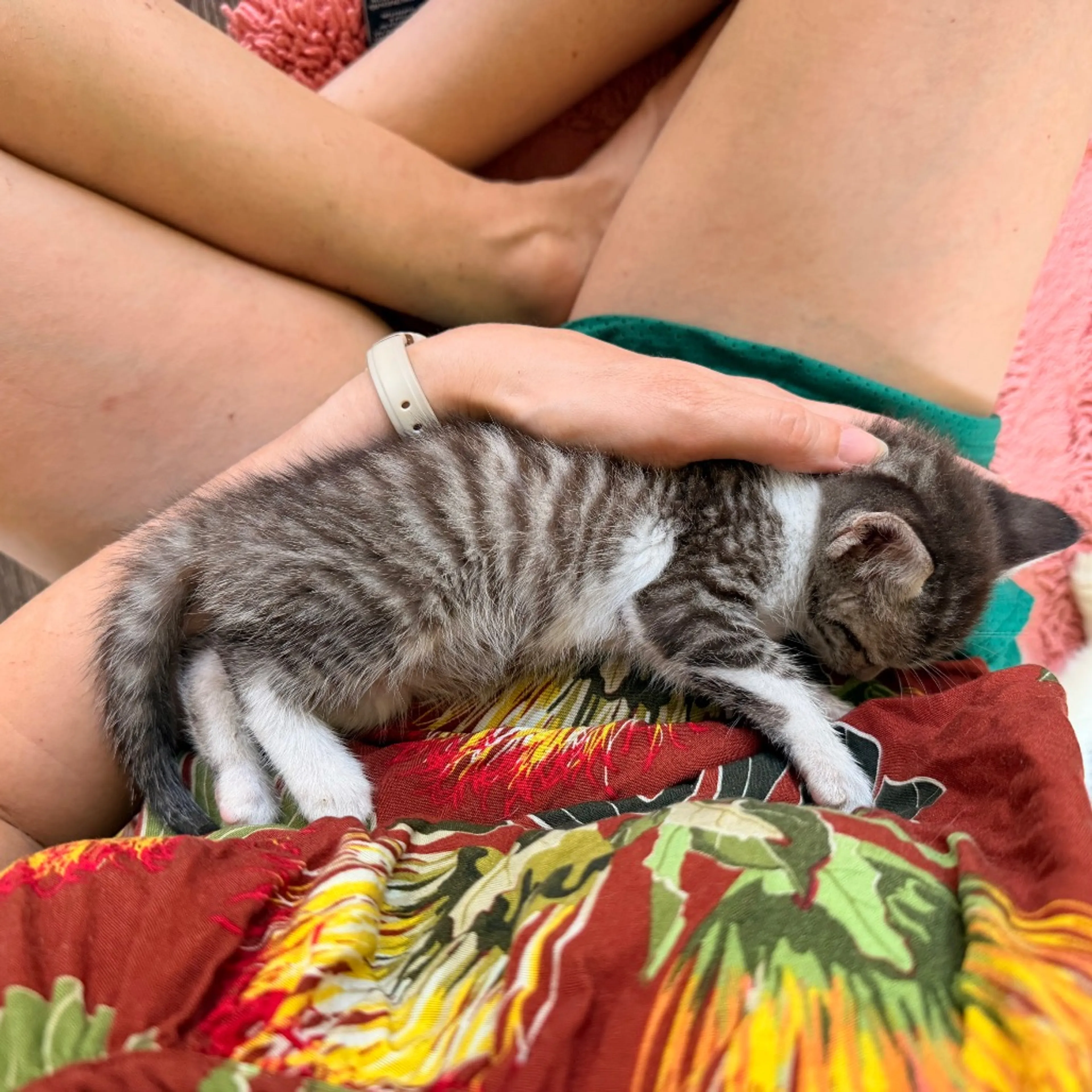 Found pet-3