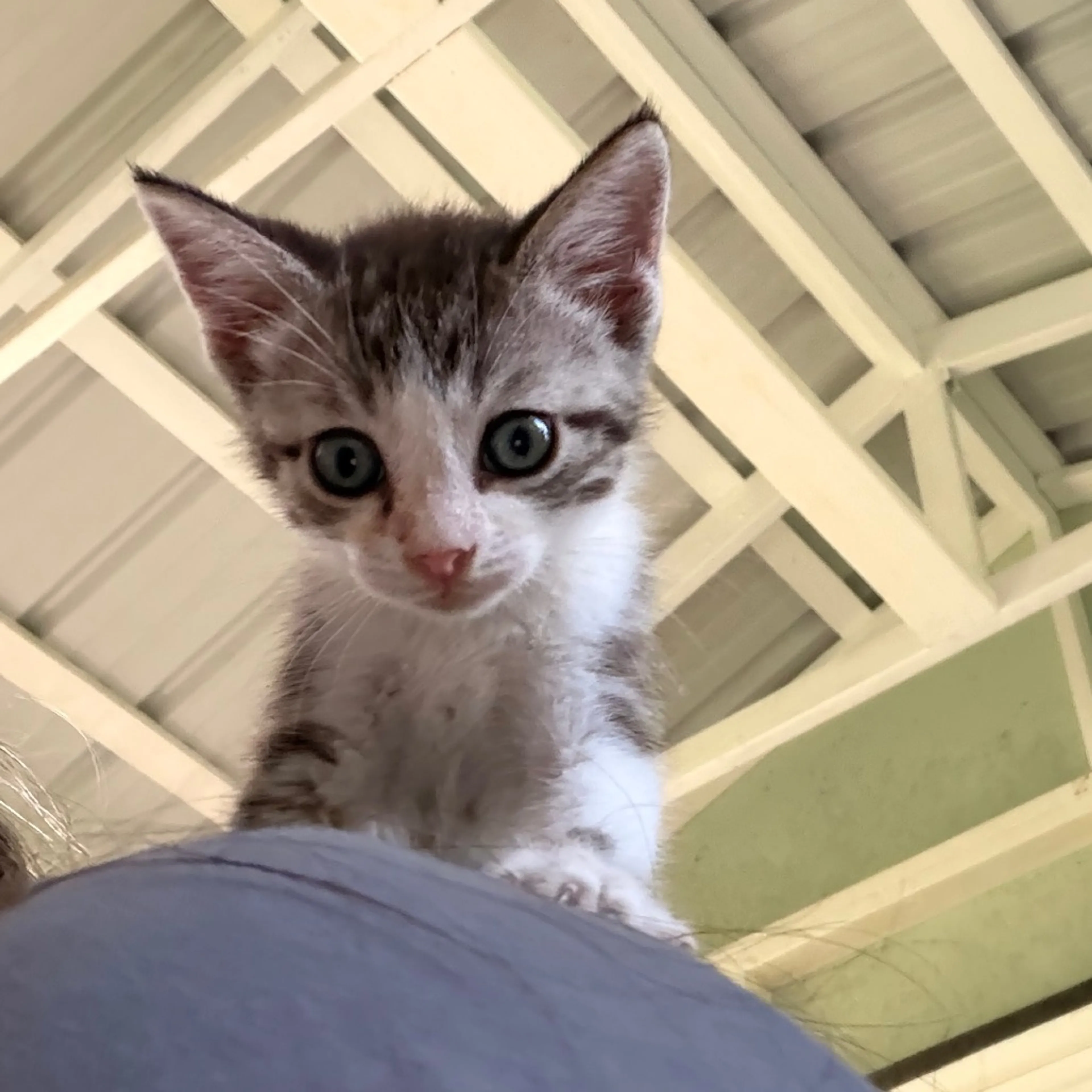 Found pet-0
