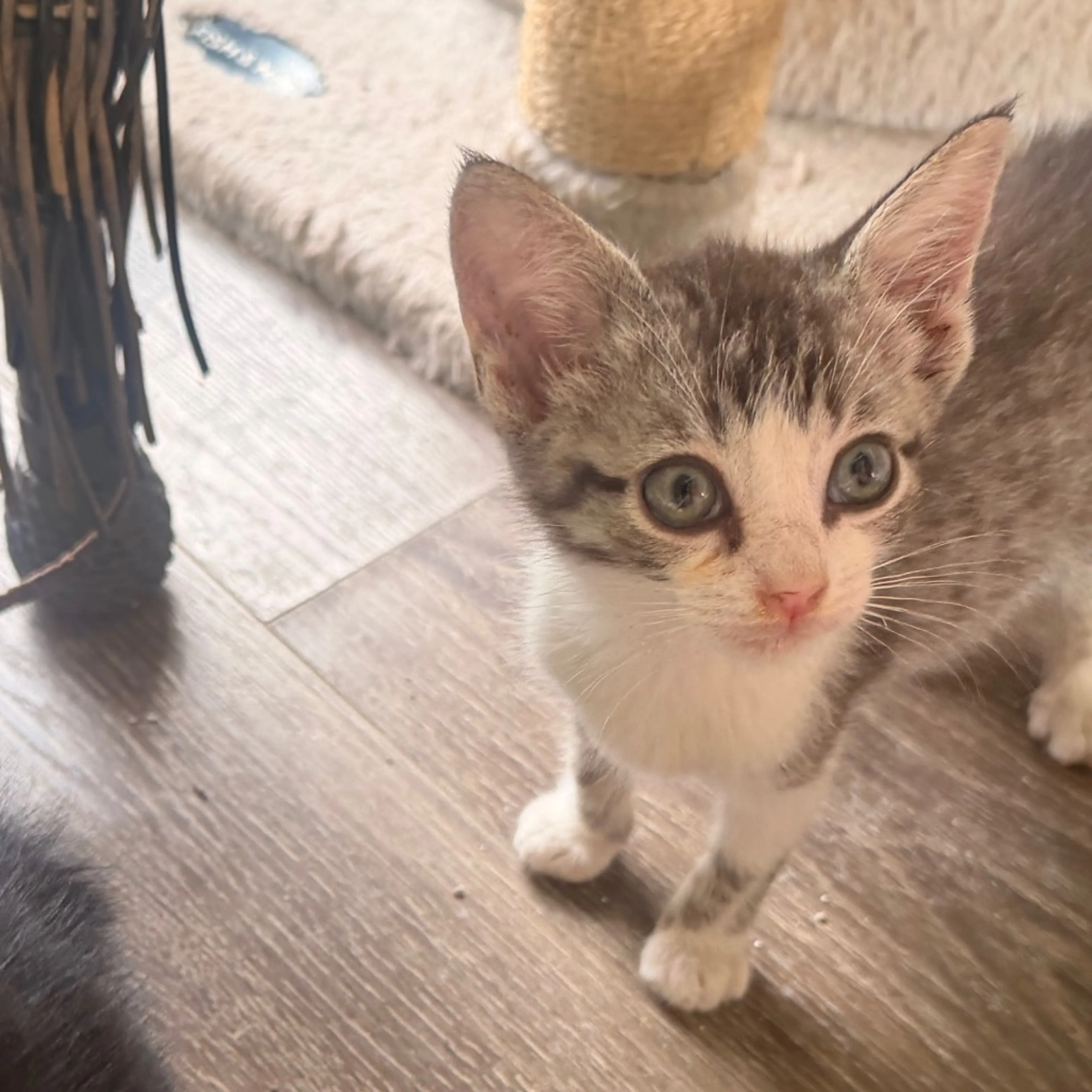 Found pet-9