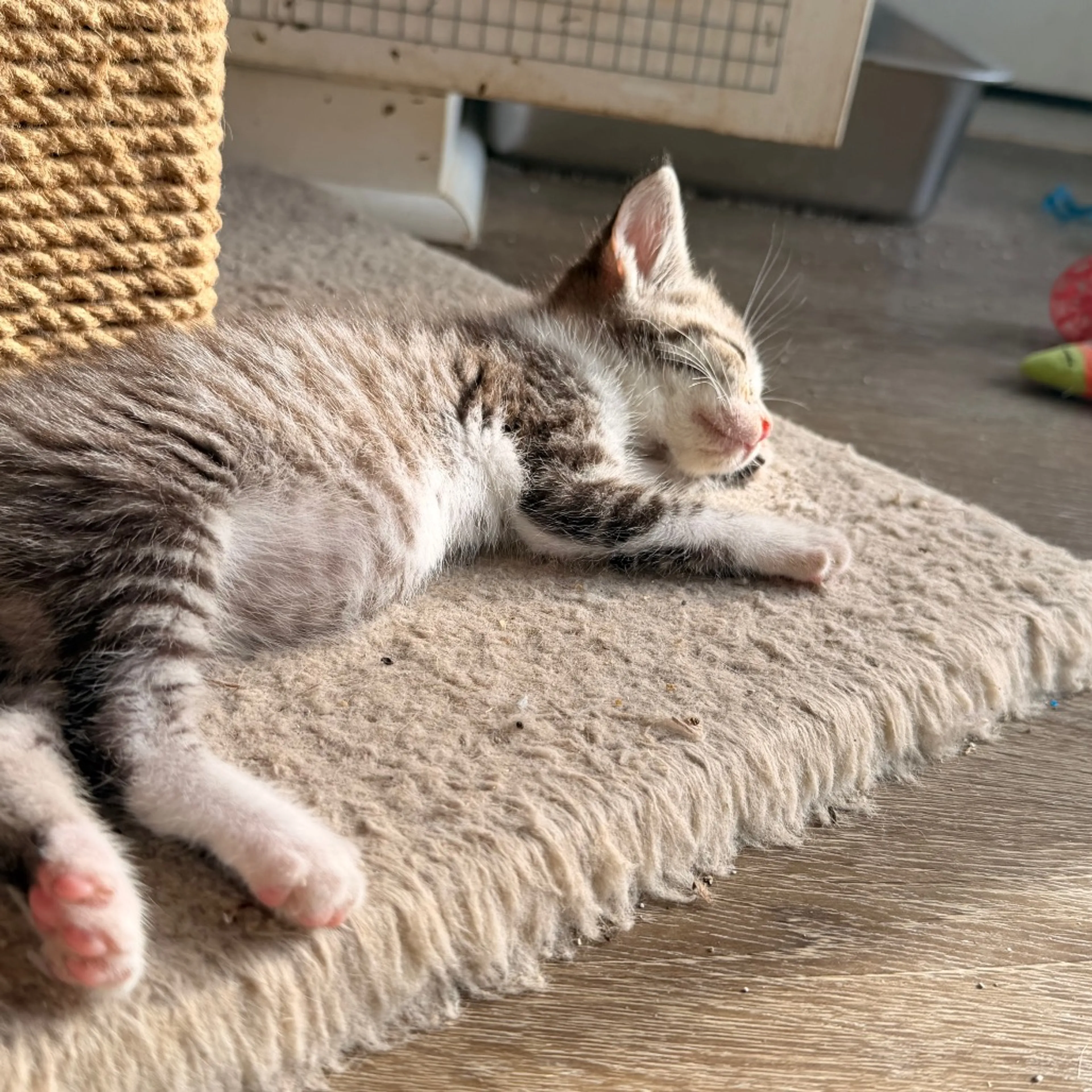 Found pet-5