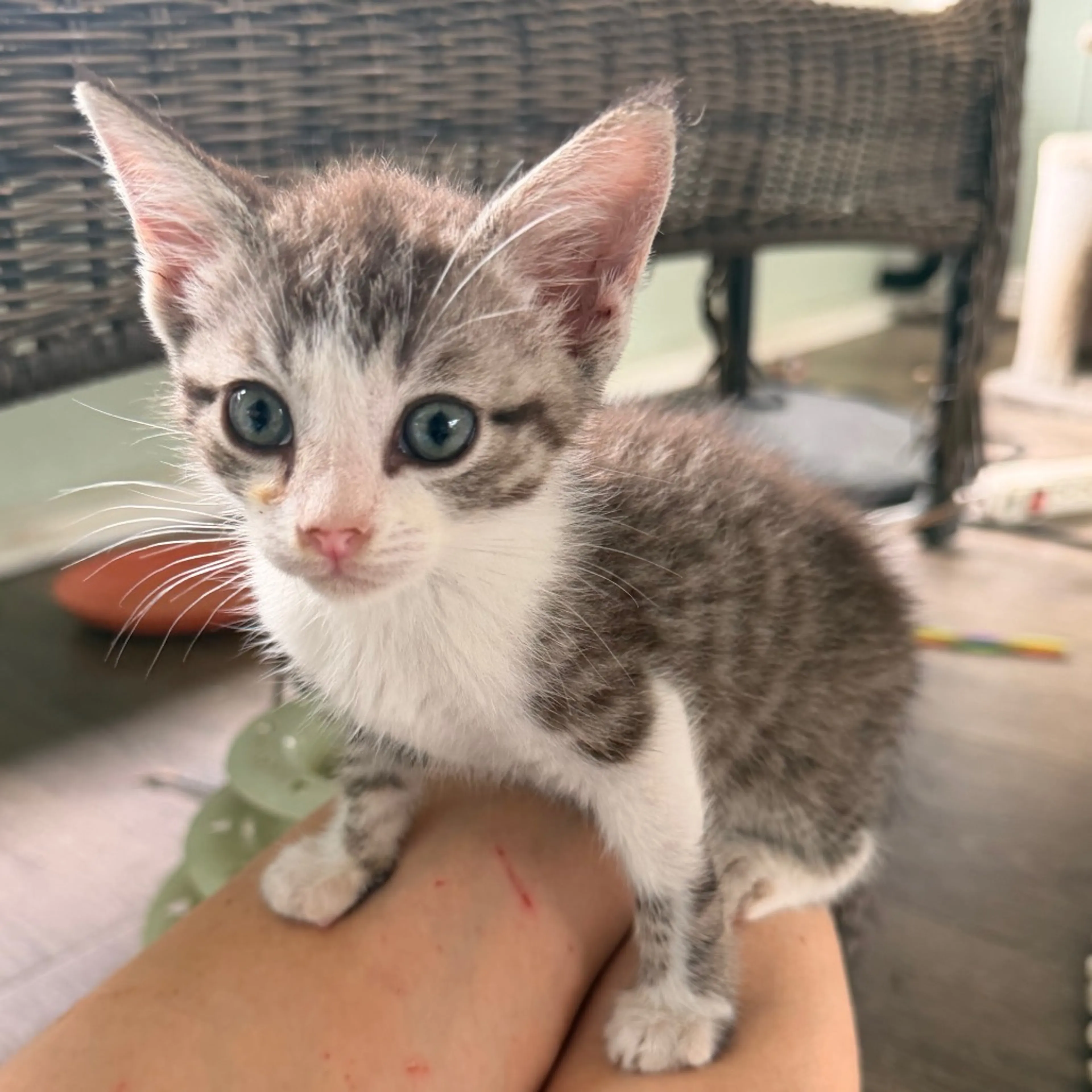 Found pet-12