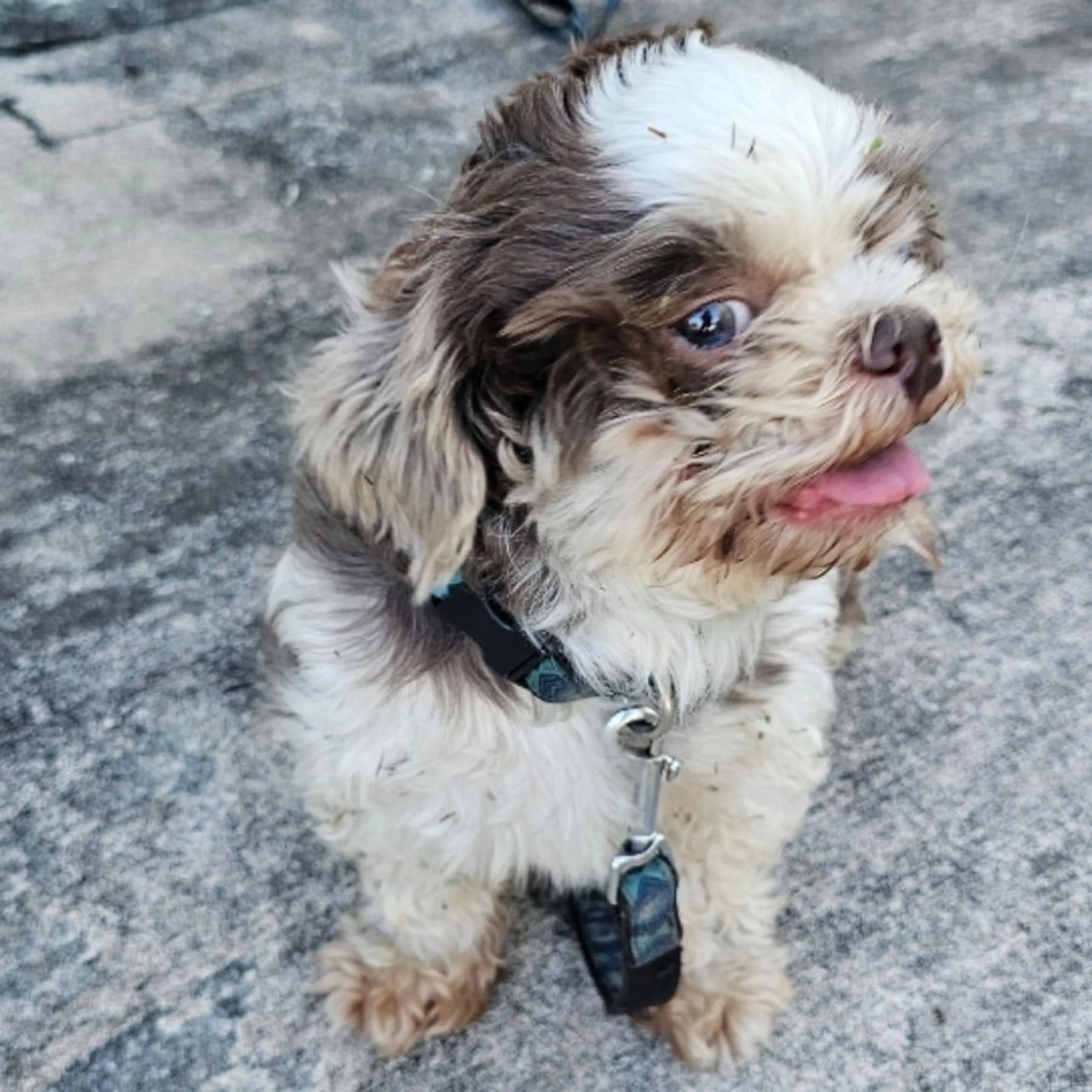 Found pet