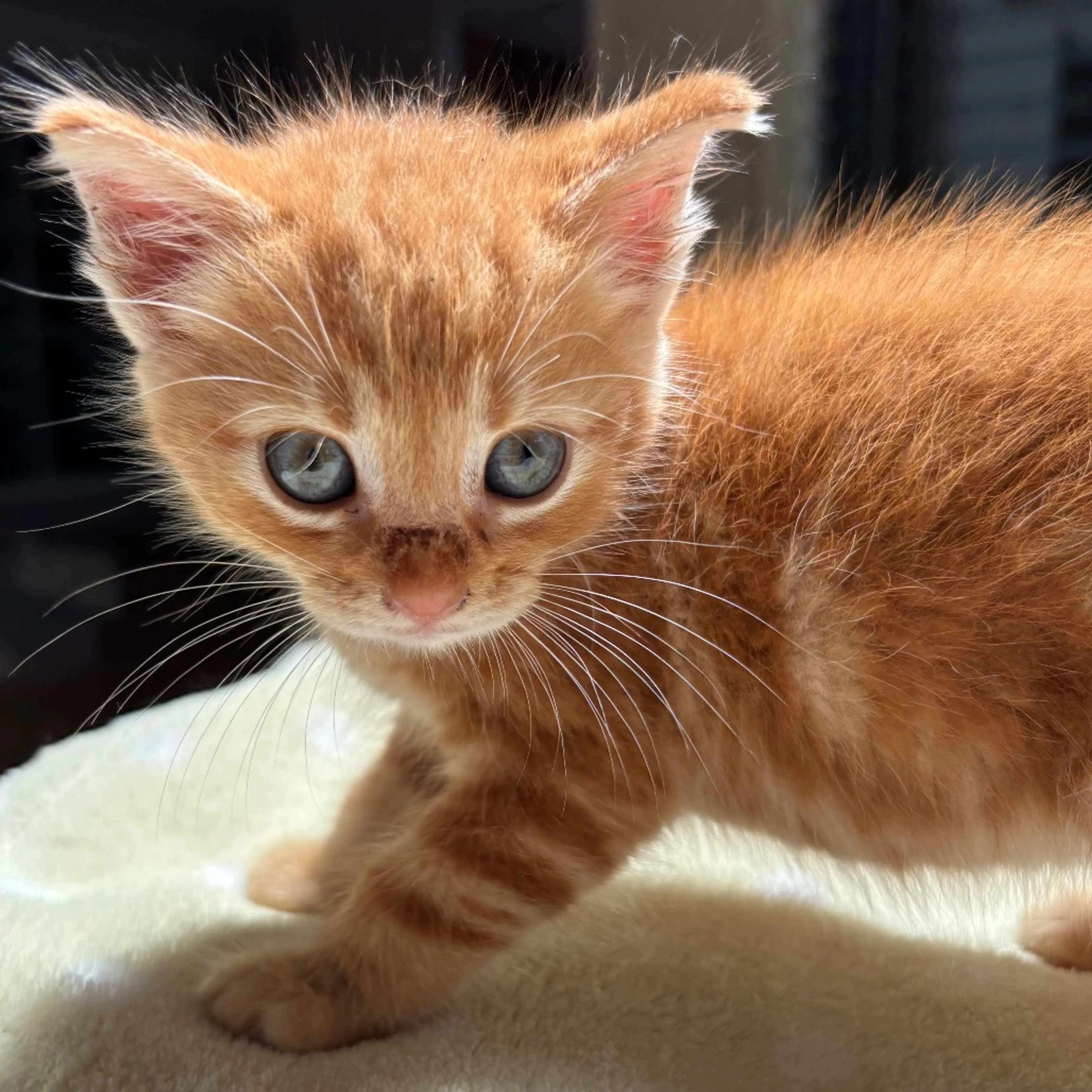 Found pet