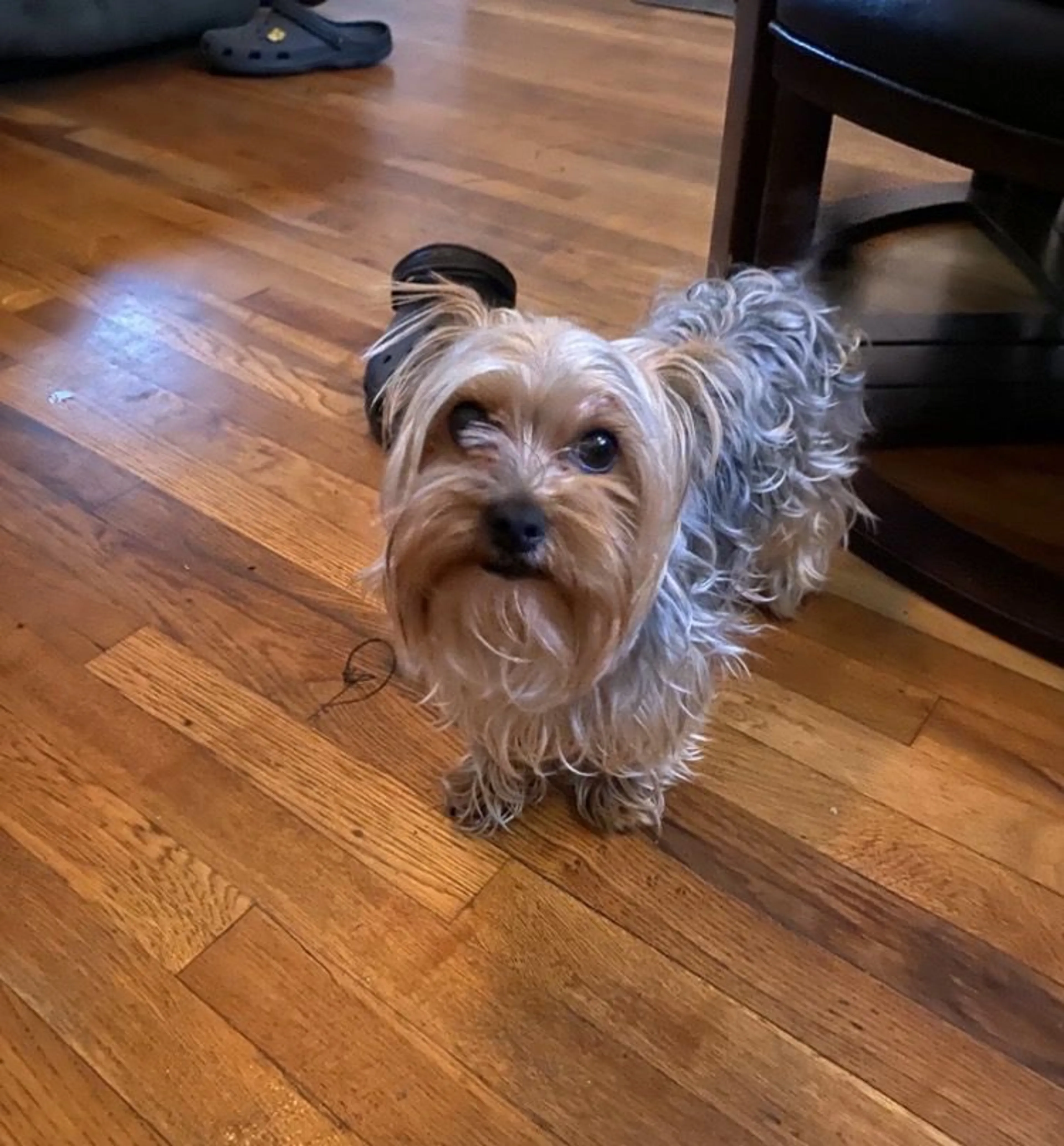 Lost pet