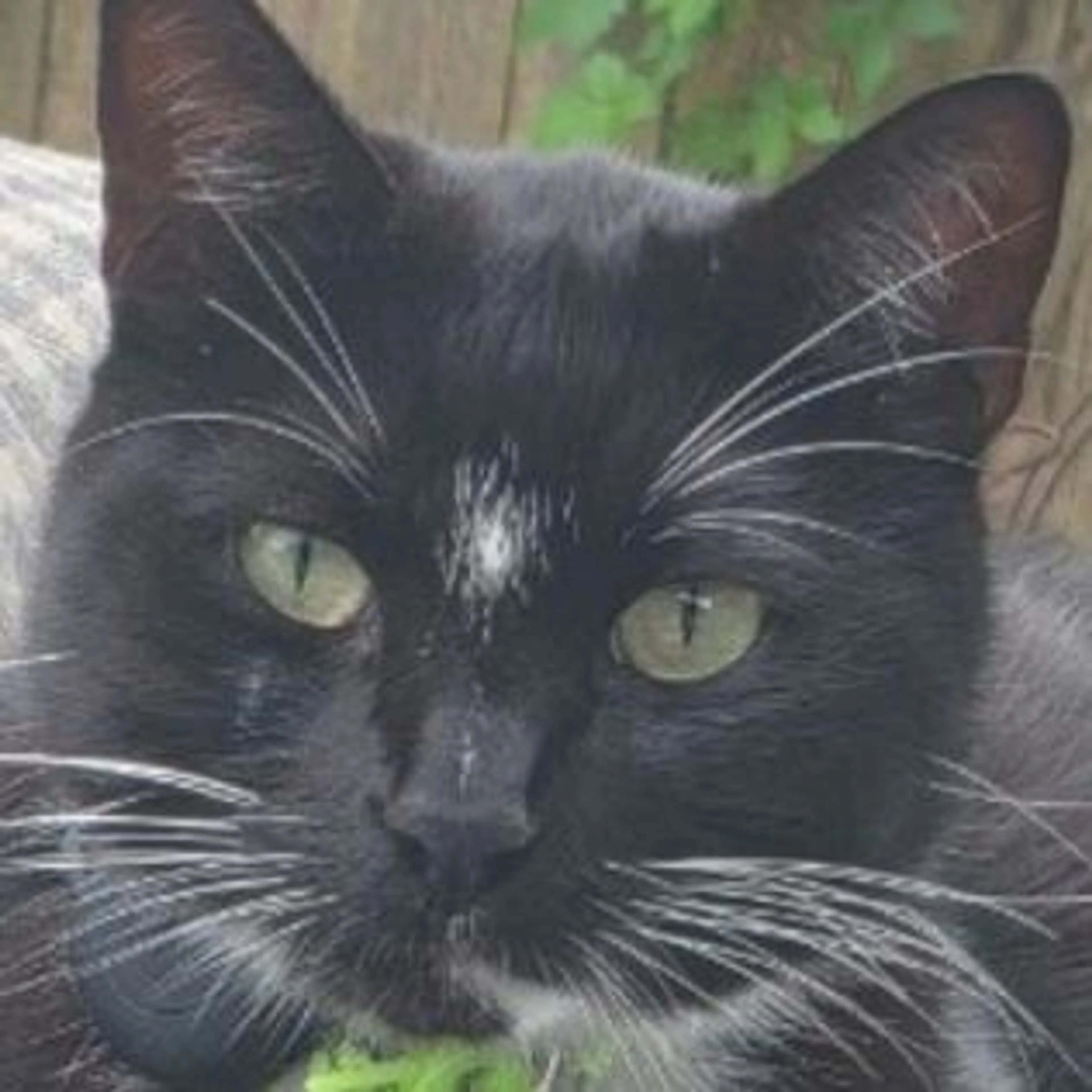 Lost pet-0