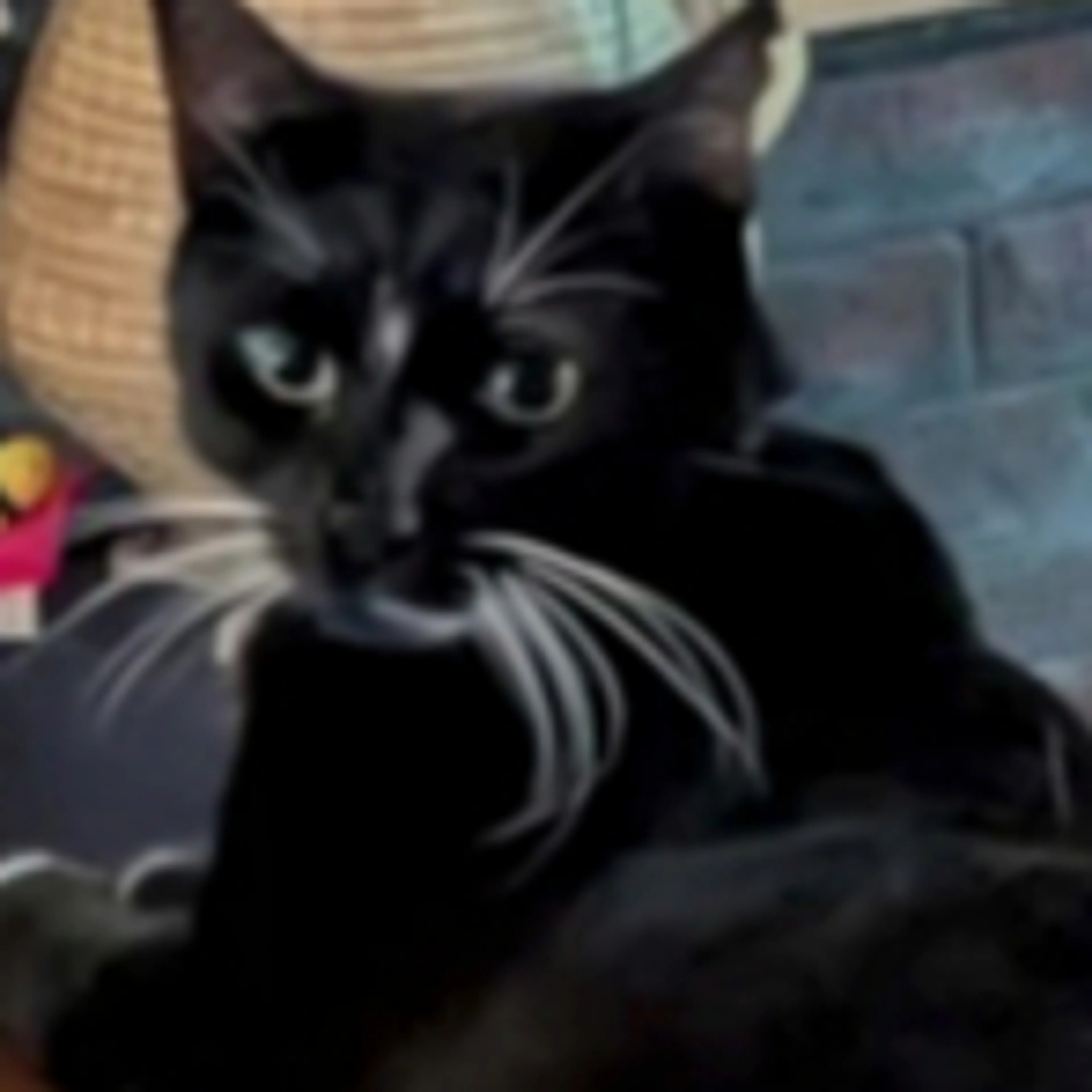 Lost pet-1