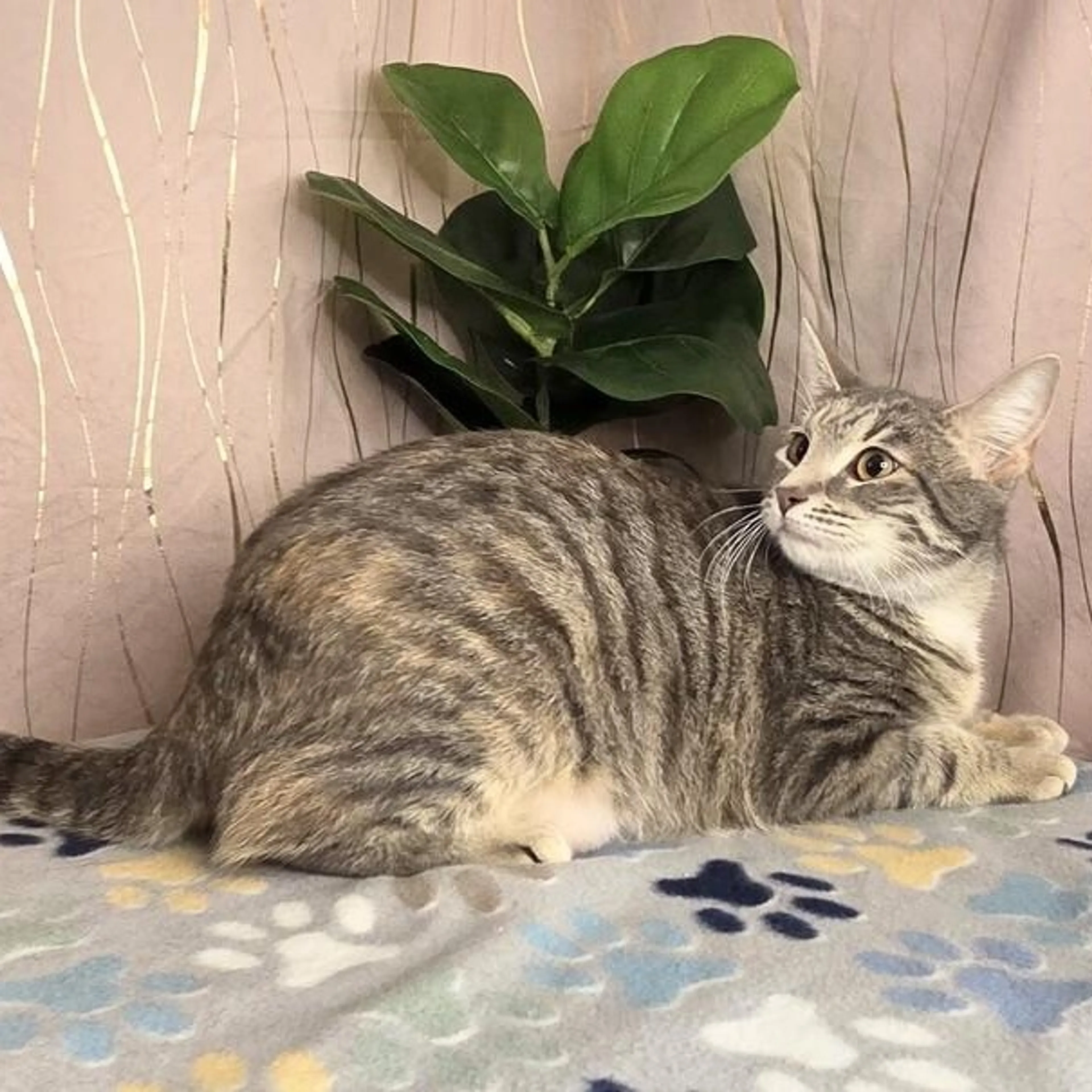 Found pet-4