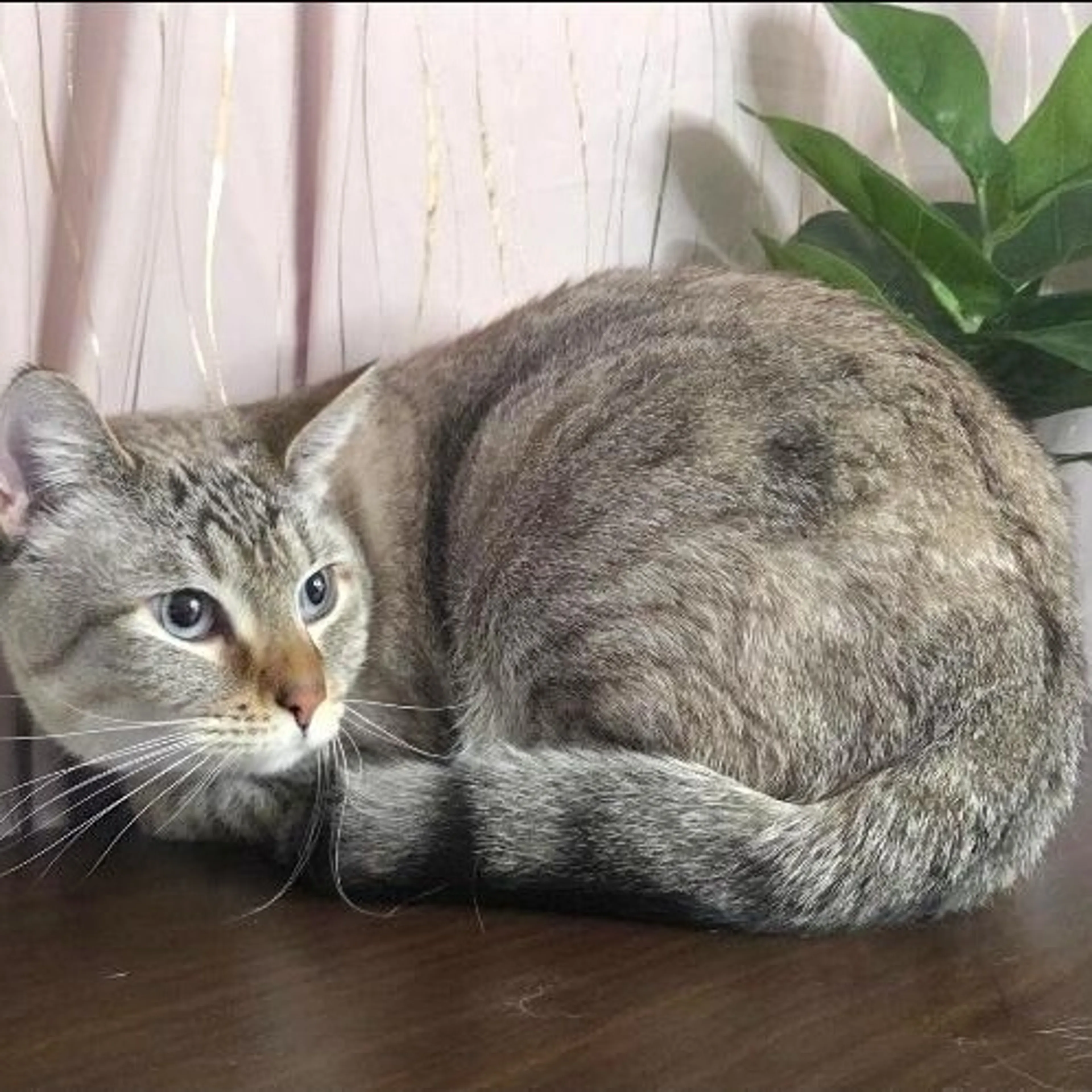 Found pet-2