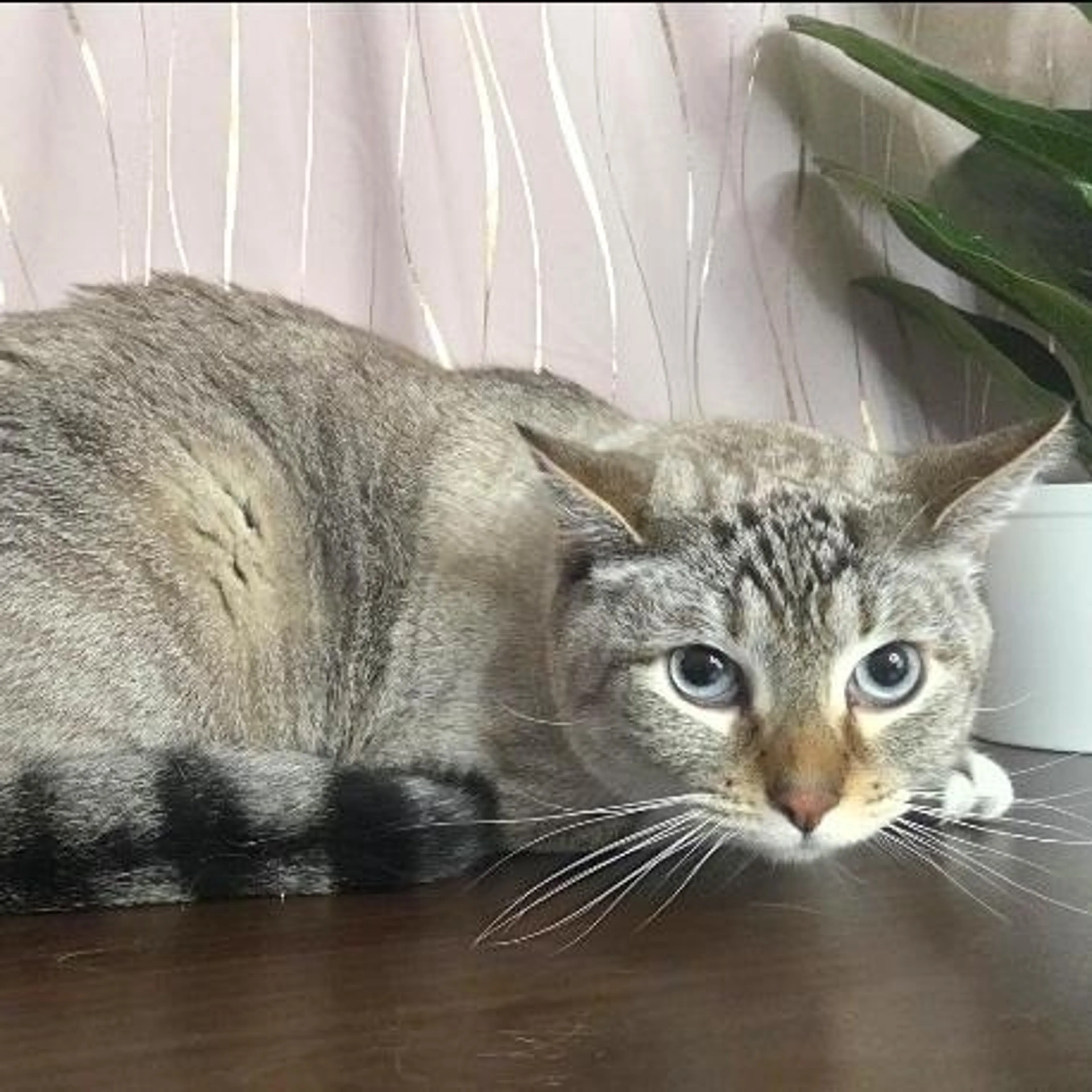 Found pet-3