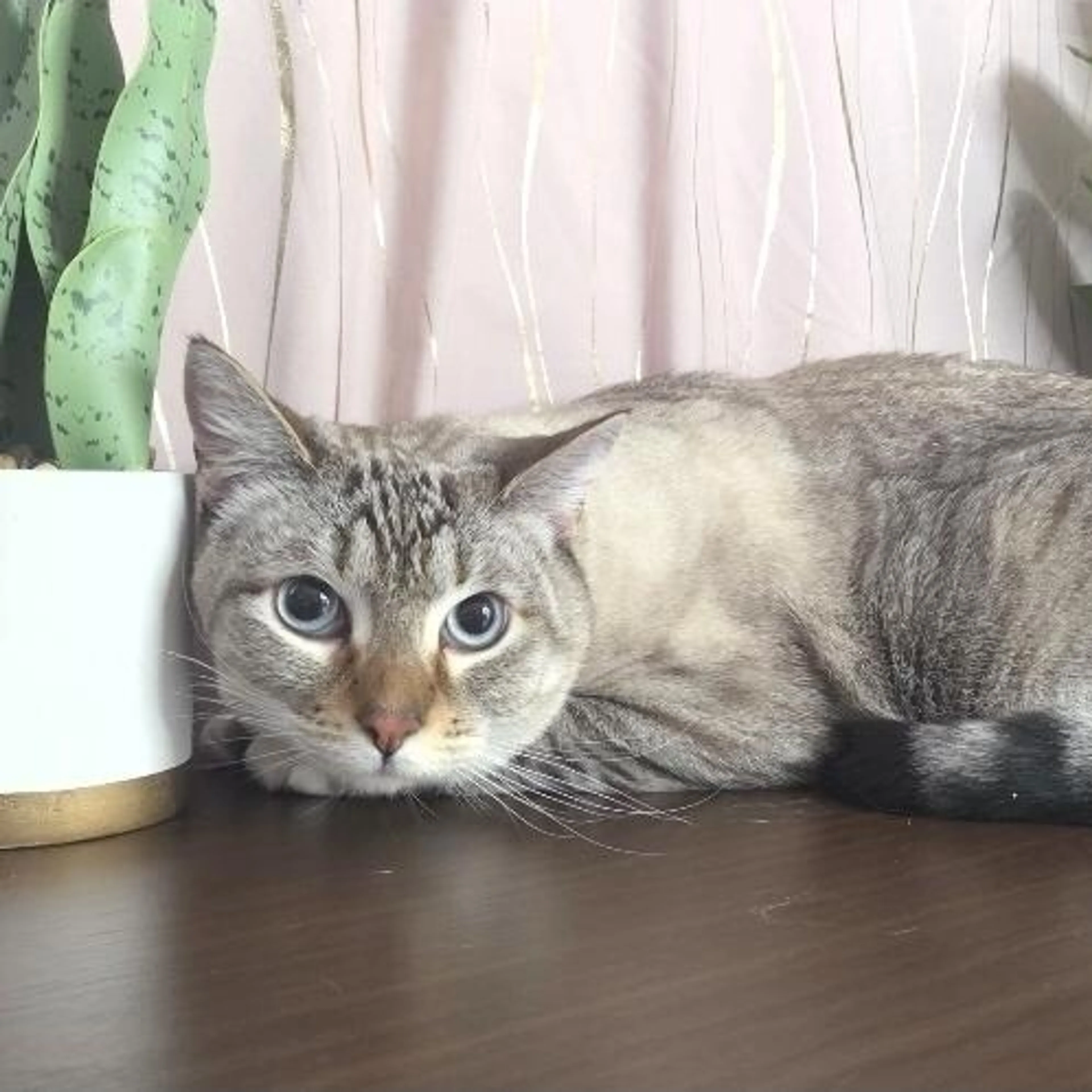 Found pet-1
