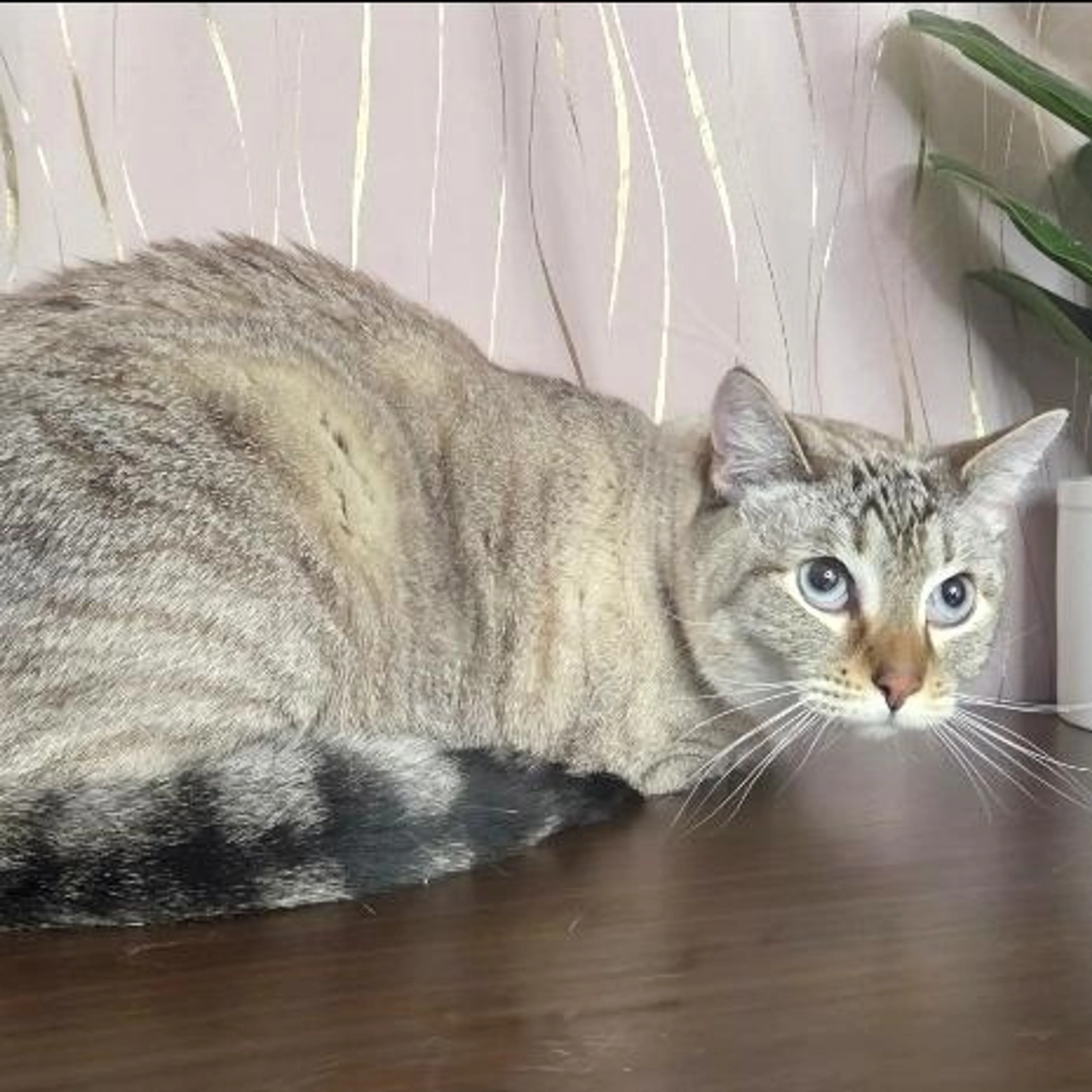 Found pet-4