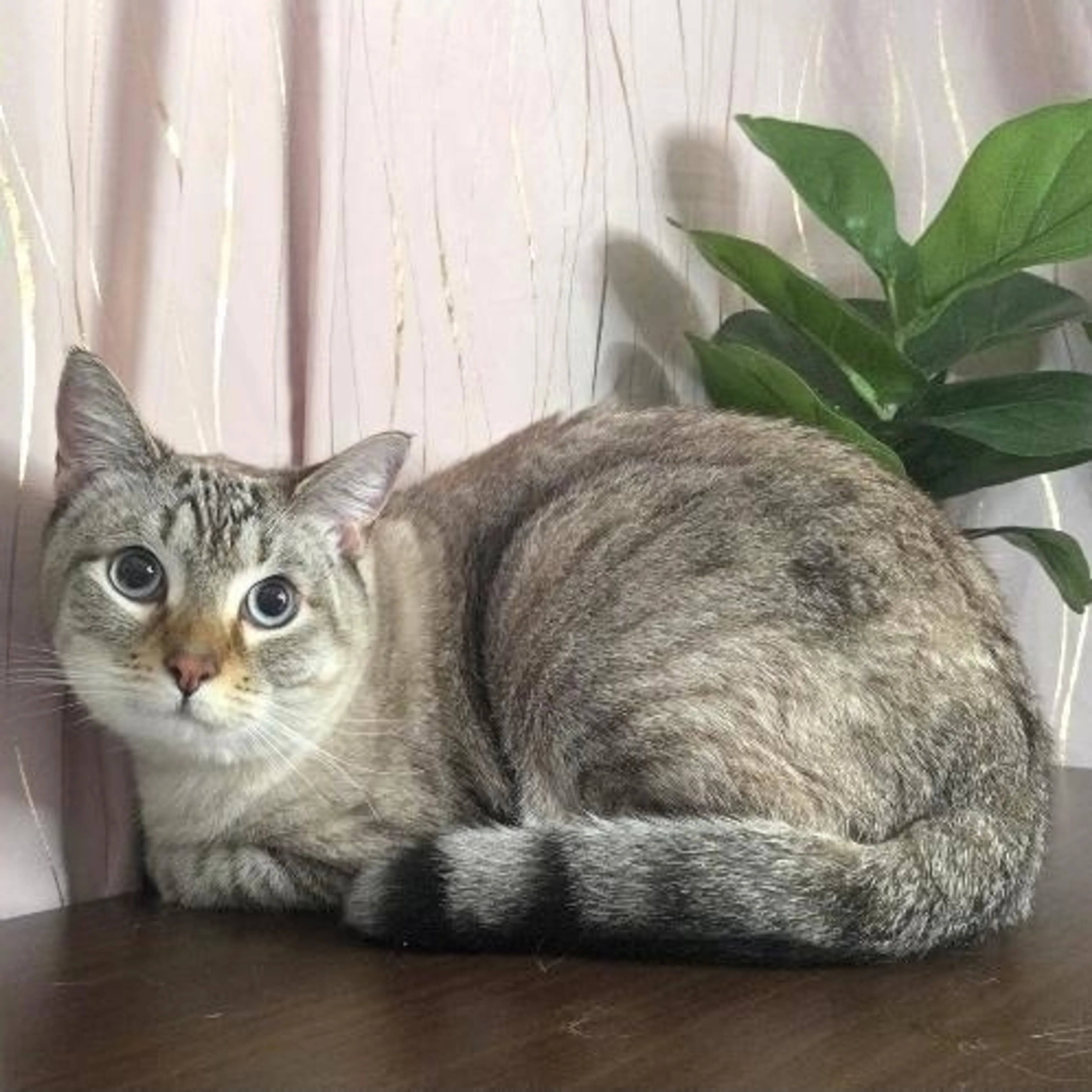 Found pet-0