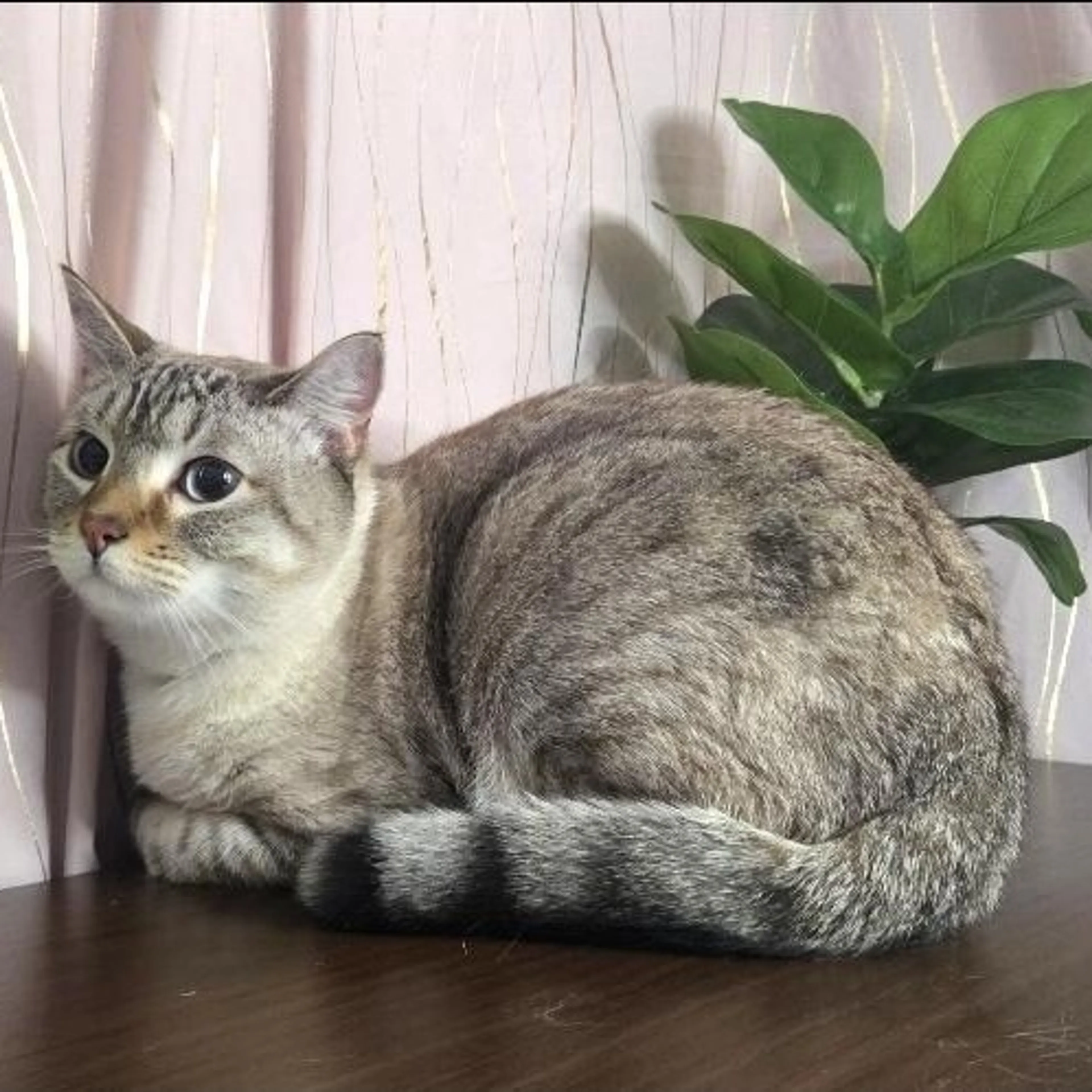 Found pet-5