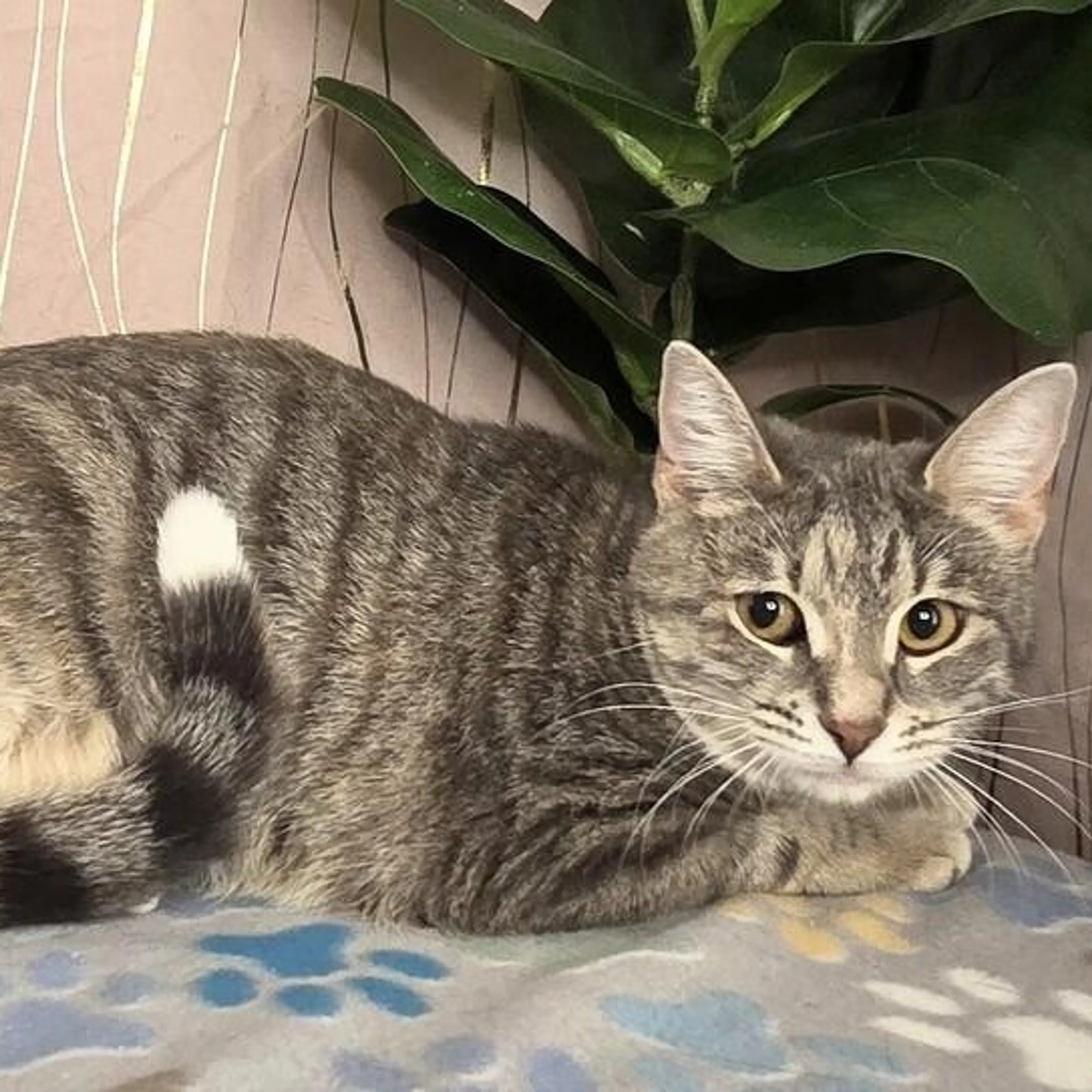 Found pet-5