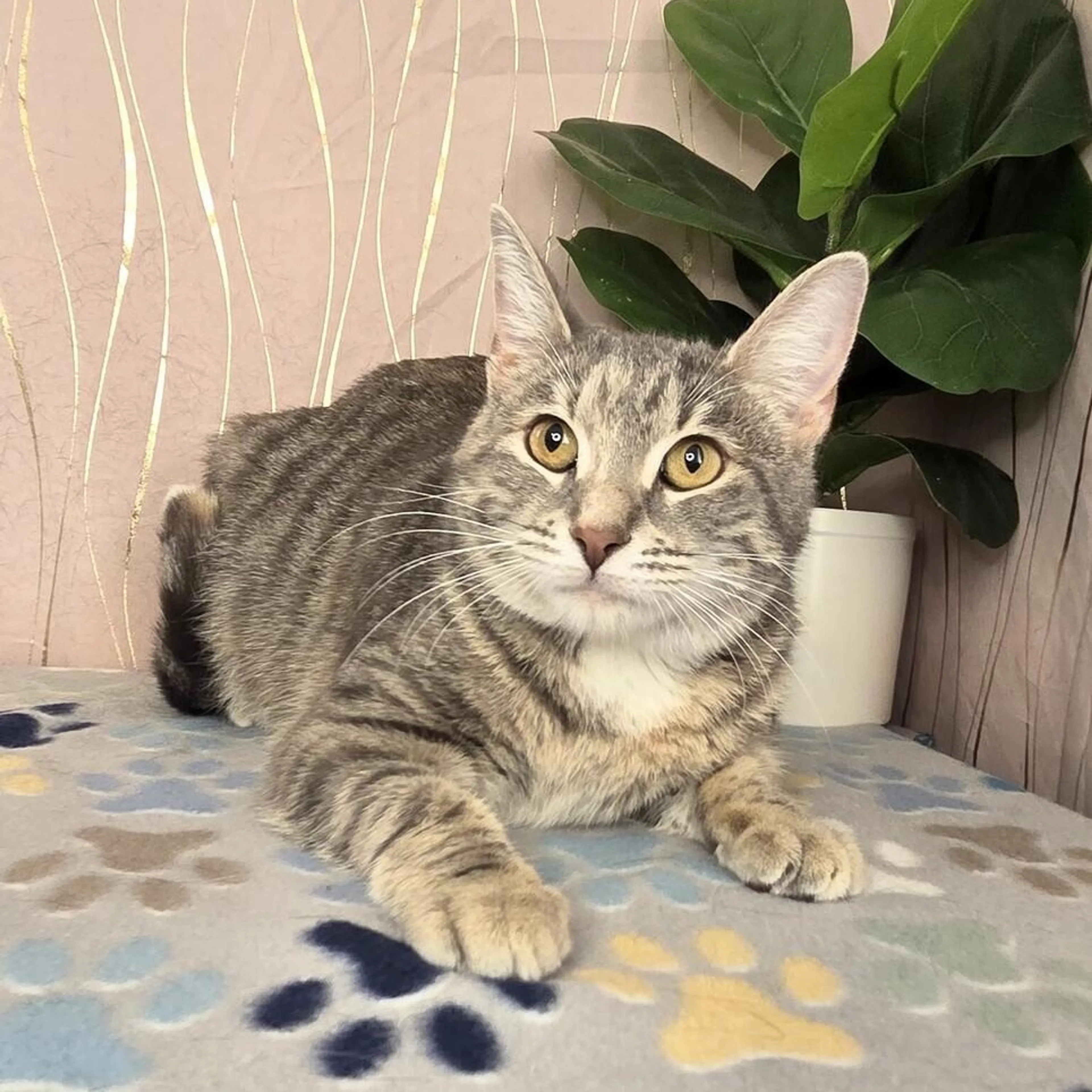 Found pet-4